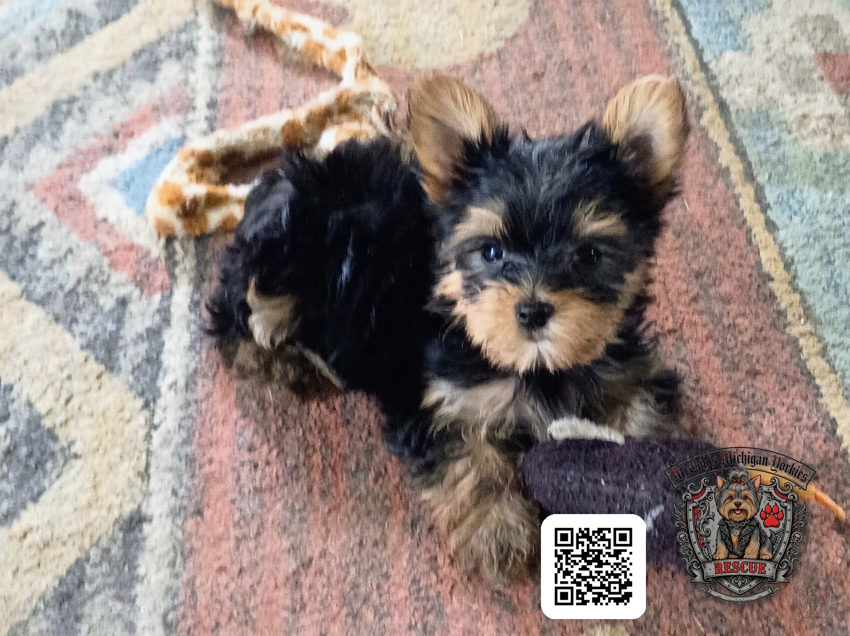 Priscilla, a small black and tan Yorkshire Terrier puppy lying with her toy