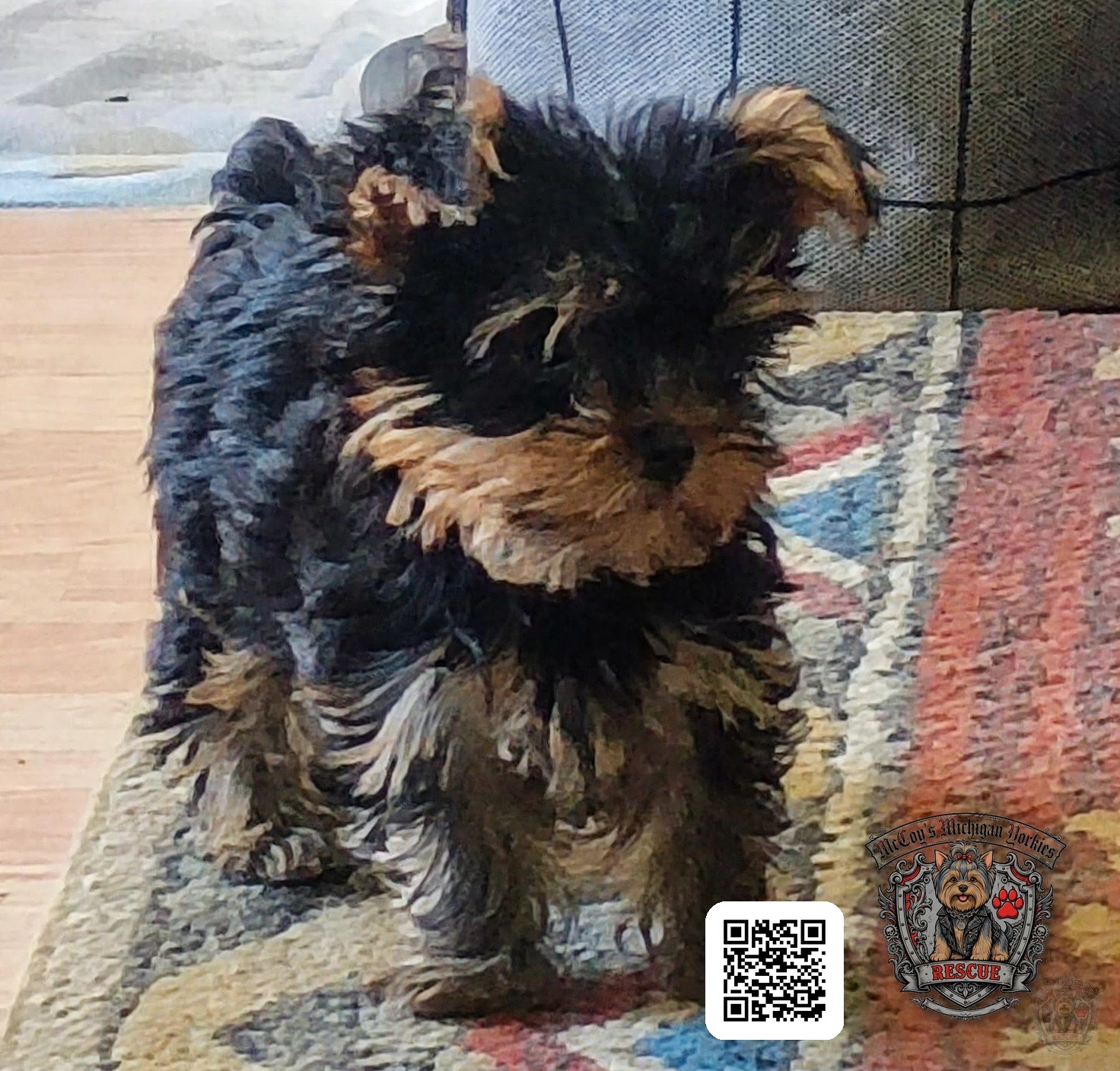 Elvis, a black and tan Yorkshire Terrier puppy standing on a patterned rug