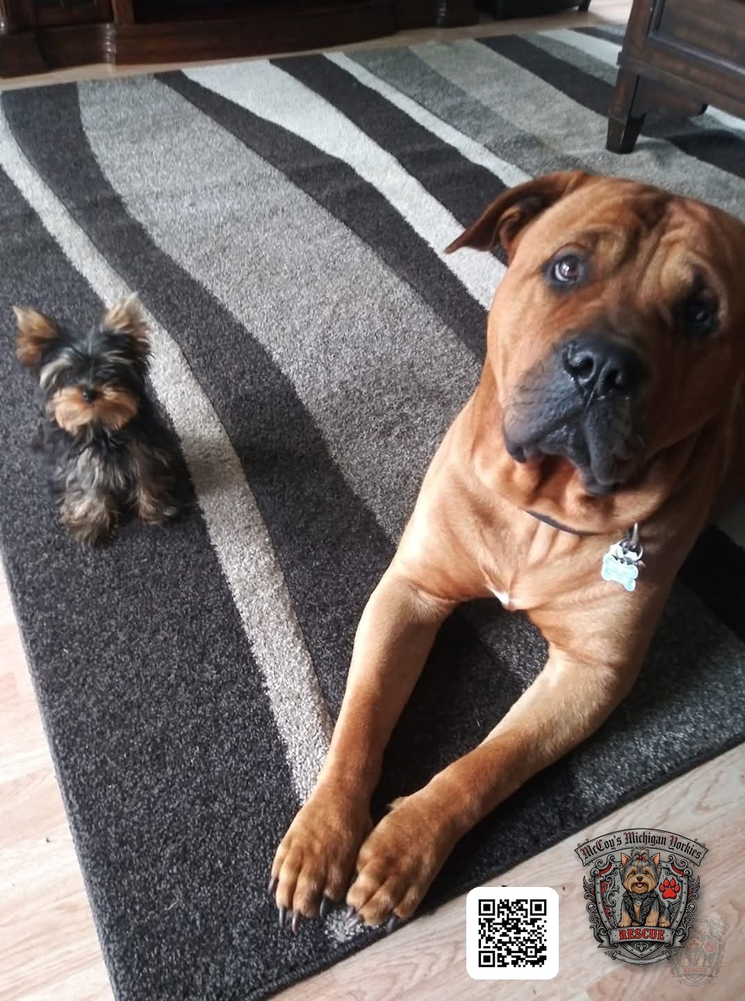 Opie, a big fawn Mastiff with a black mask, lying gently beside a tiny Yorkshire Terrier puppy