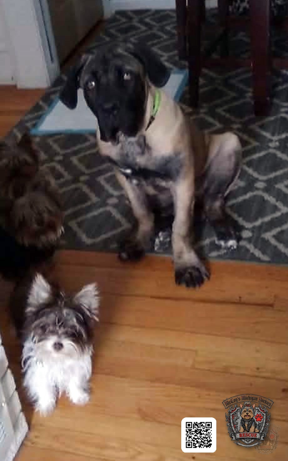 Opie sitting beside Gemma and another Yorkshire Terrier when Gemma was a puppy