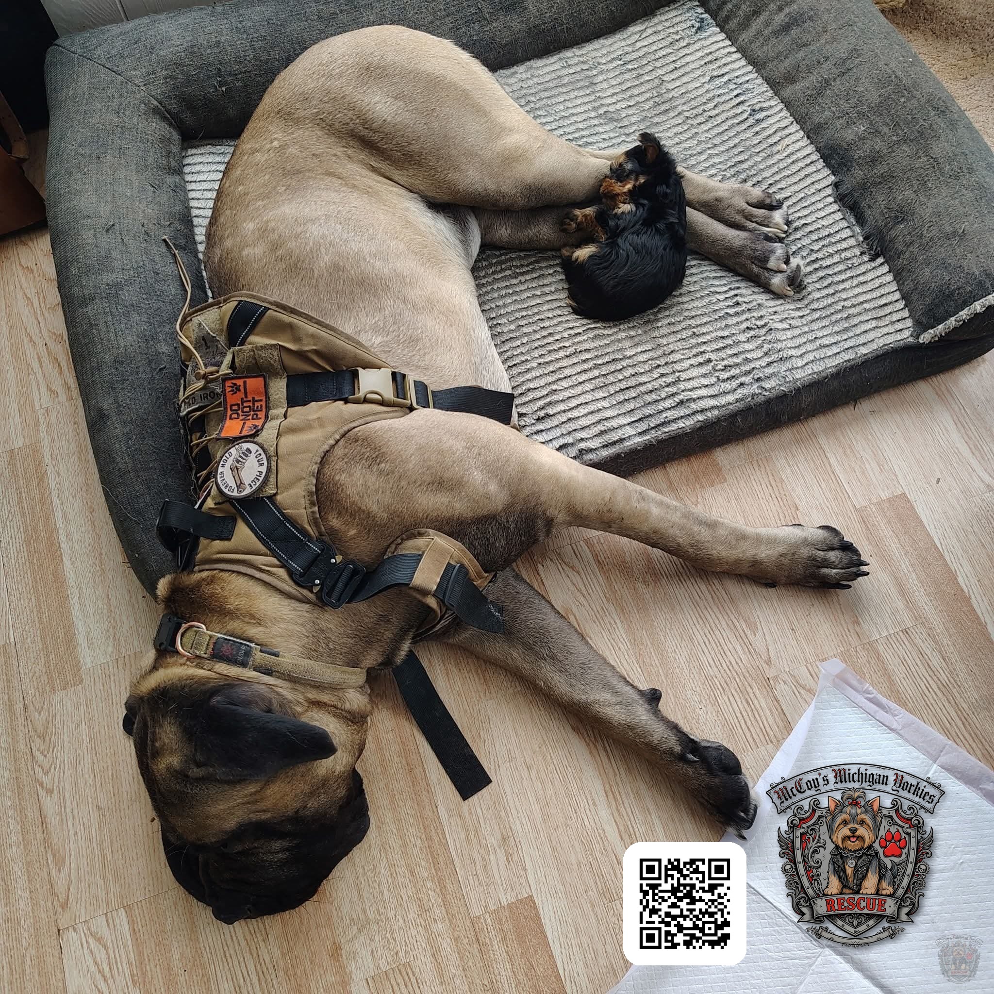 Opie resting in his tan harness while a tiny black and tan Yorkshire Terrier puppy curls against his legs