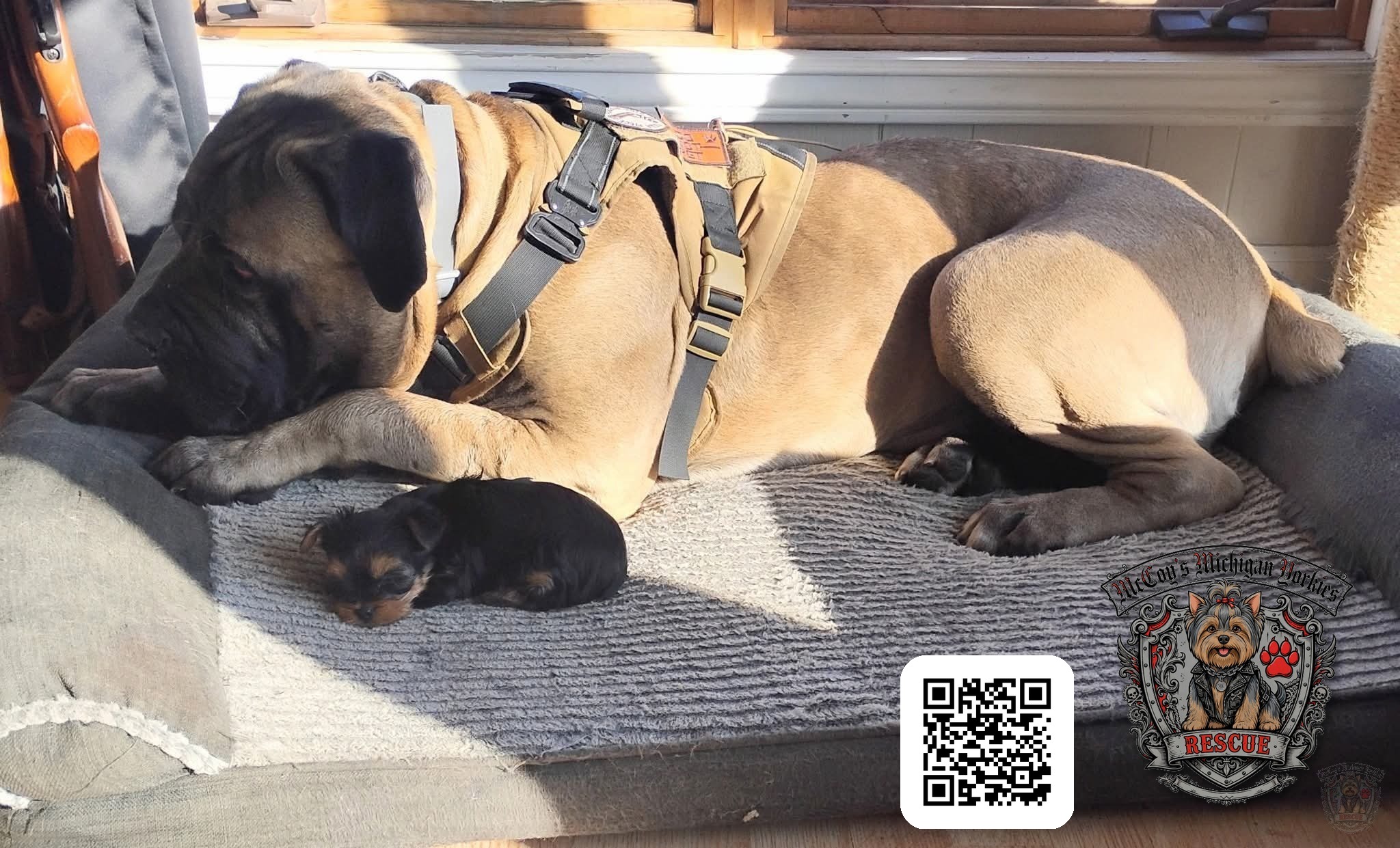 Opie lying in a patch of sunlight beside a sleeping newborn Yorkshire Terrier puppy