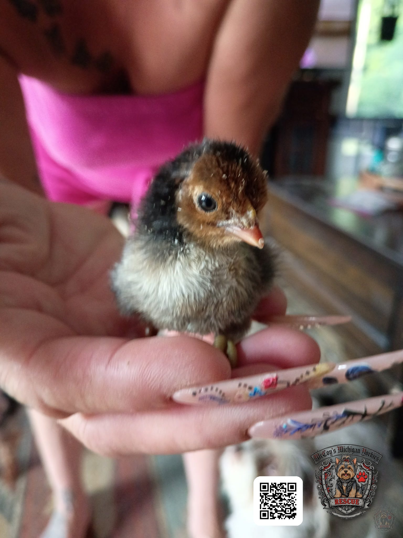 A tiny newly hatched chick standing gently in a person's open hand
