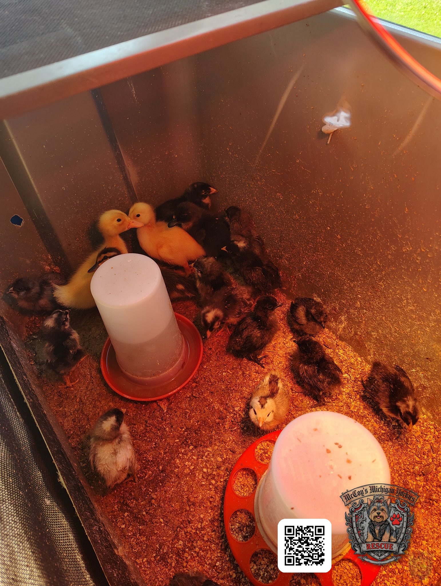 Baby chicks and yellow ducklings gathered in a warm brooder beneath a heat lamp