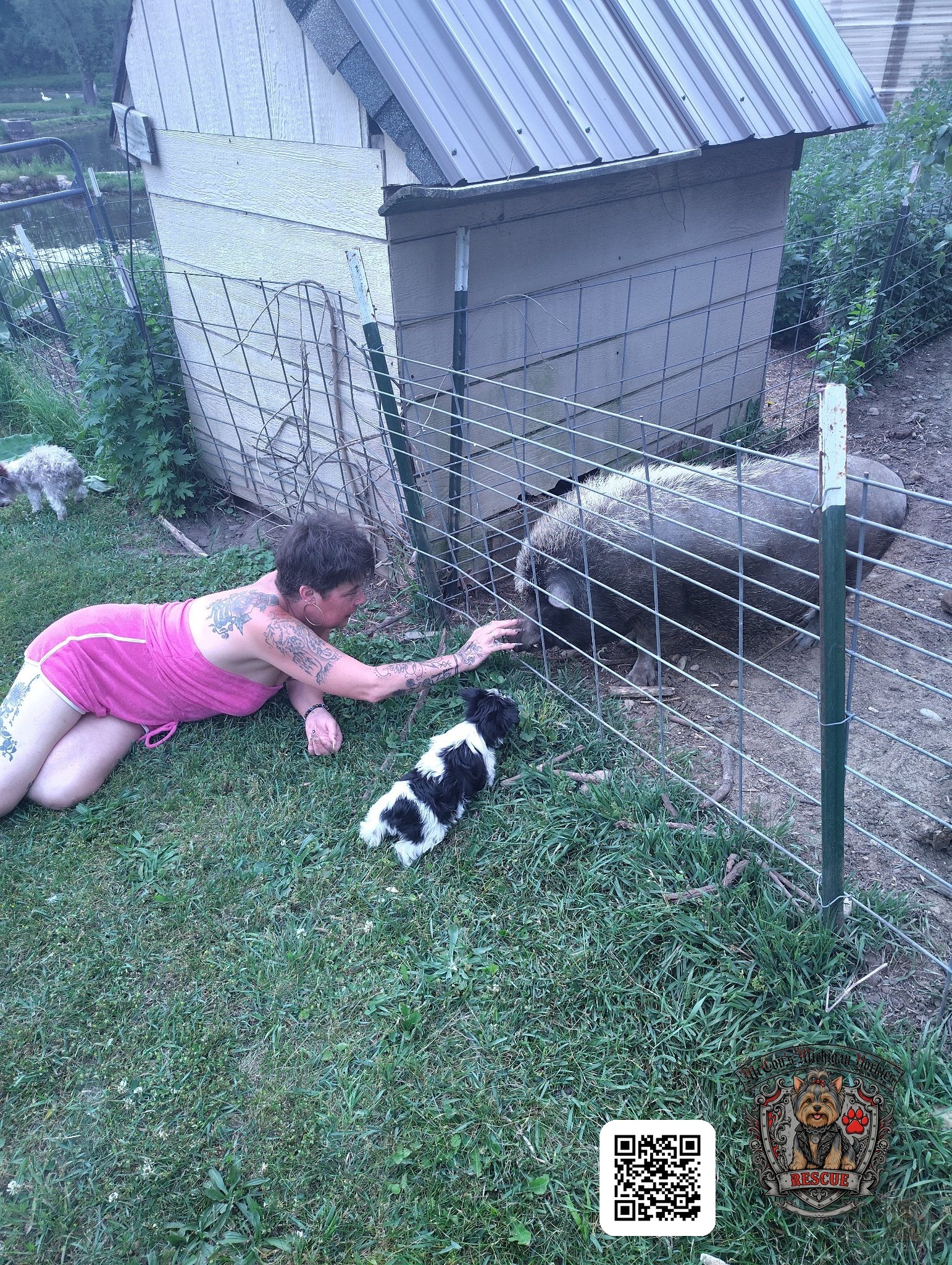 Crystal kneeling at the pig pen with Hazel the parti puppy, hand-feeding Wilbur the rescue pig