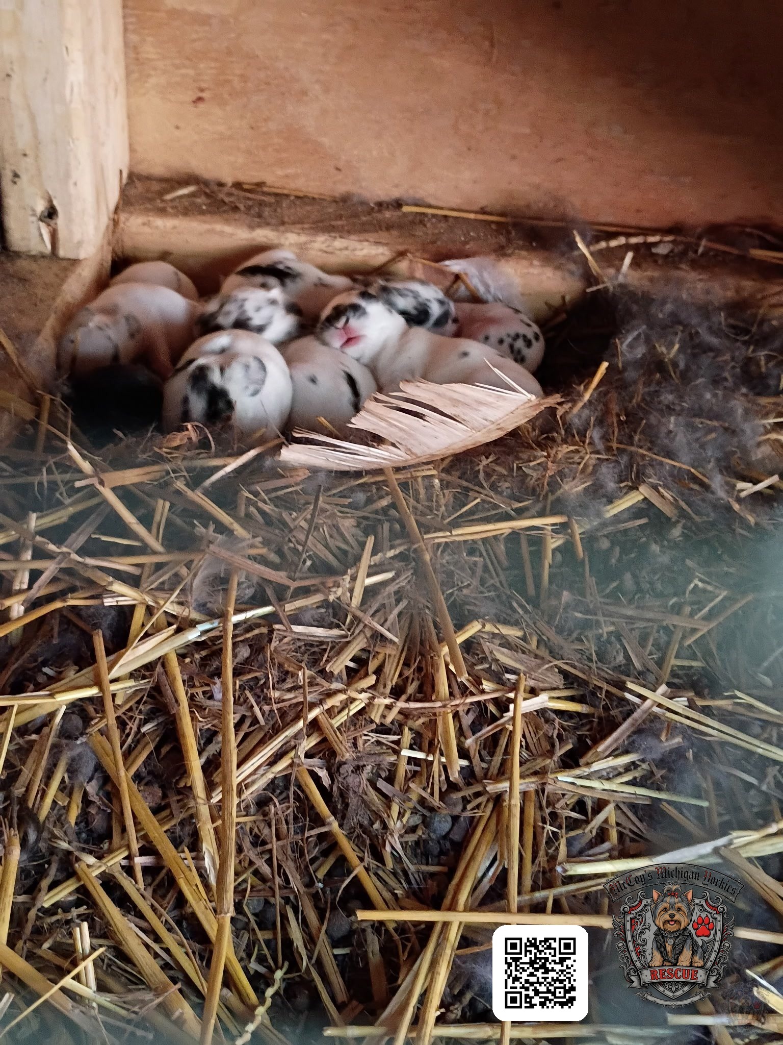 Newborn spotted bunny kits nestled together in their straw-lined nest