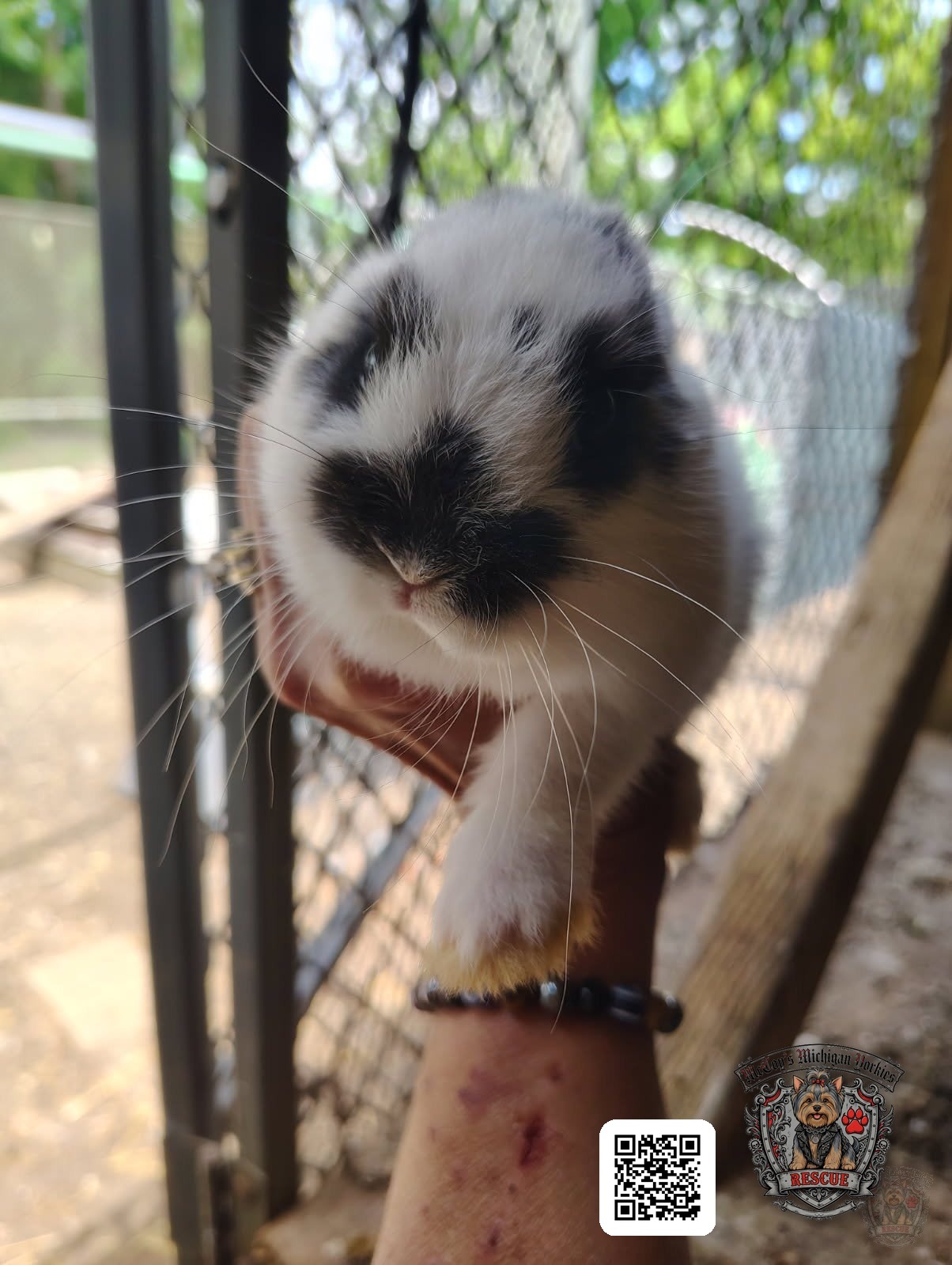 A tiny black-and-white bunny kit being gently held up close