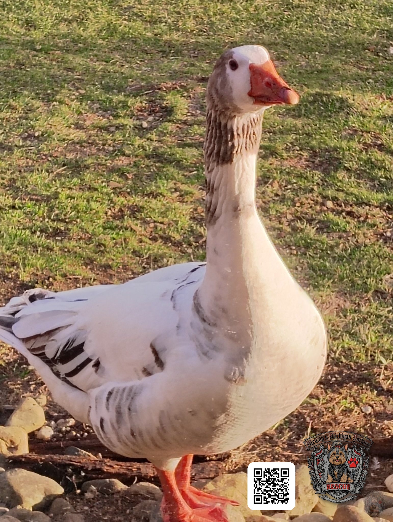 A white-and-gray goose standing near the pond