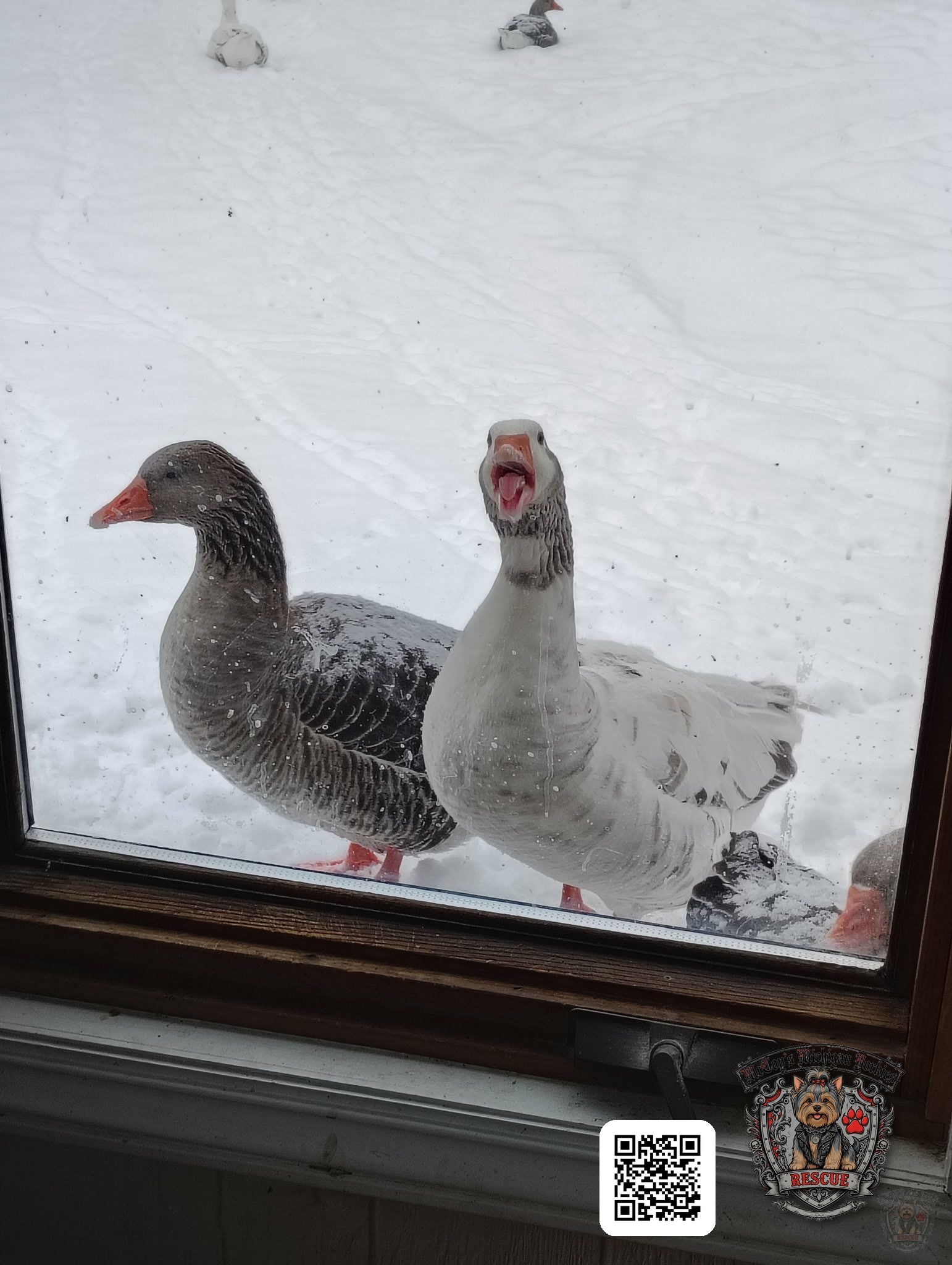 Two geese standing in the snow and honking through the window