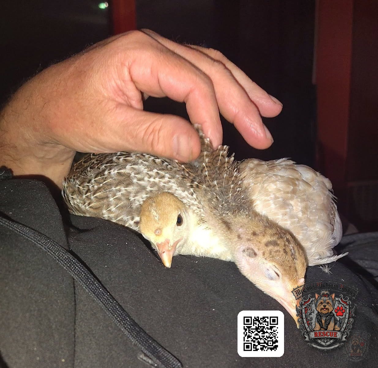 Two young turkey poults resting on a lap while being gently petted