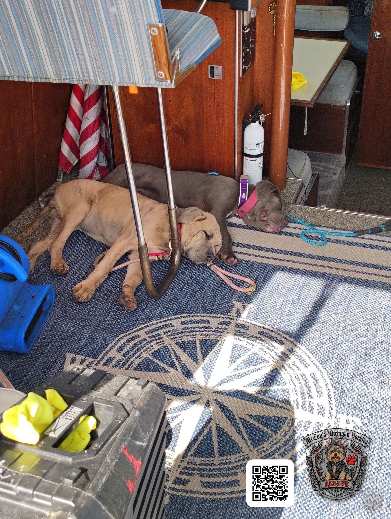 Skye and Storm asleep together on the deck inside Eric's restored Marinette boat
