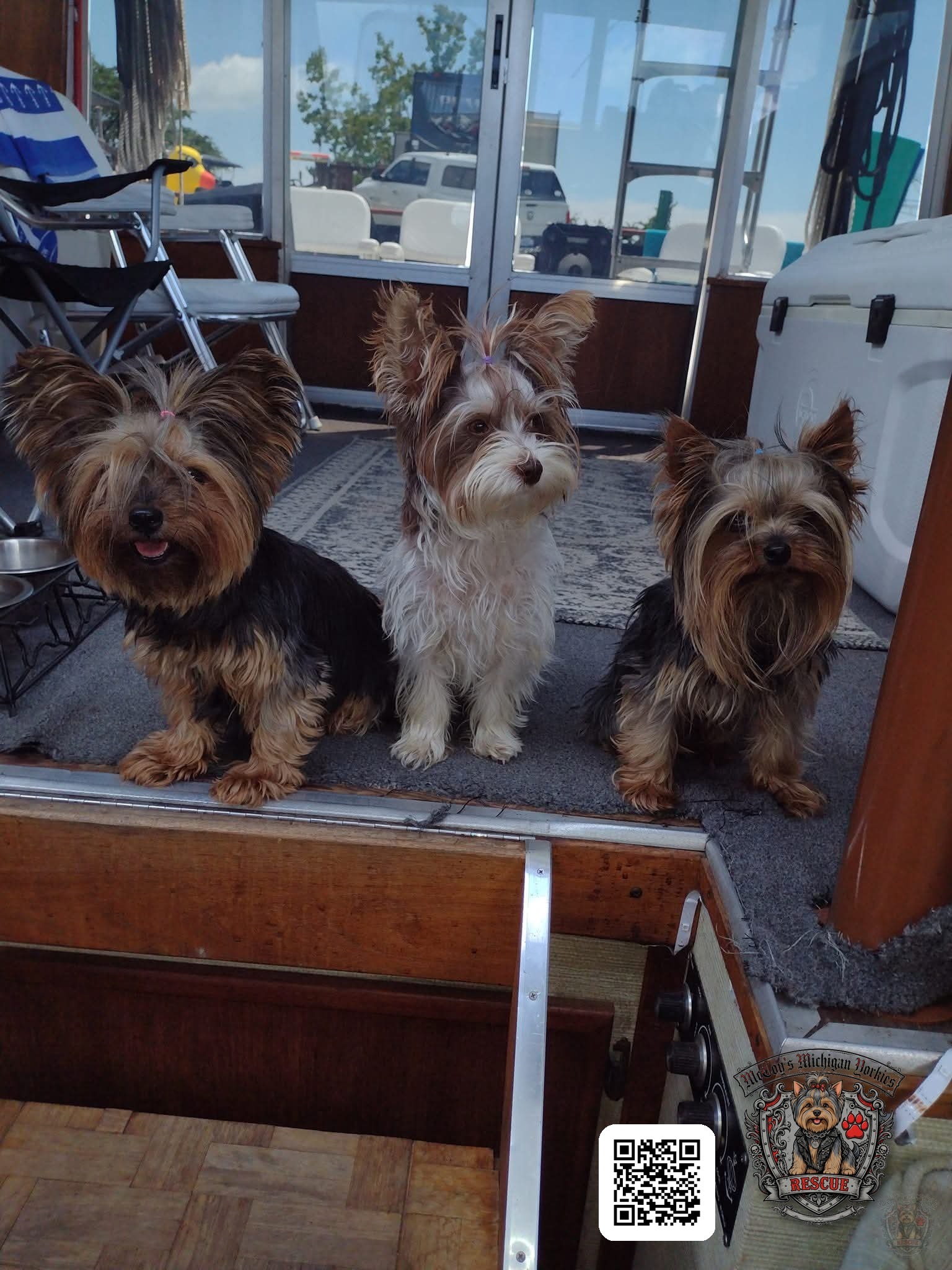 Three Yorkshire Terriers with topknot bows sitting together inside the cabin of the restored Marinette boat