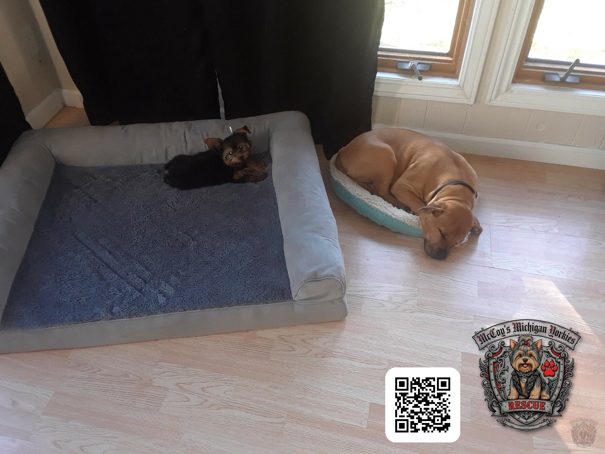 Tiny Delilah stretched out in the large dog bed while Samson curls up in the small bed