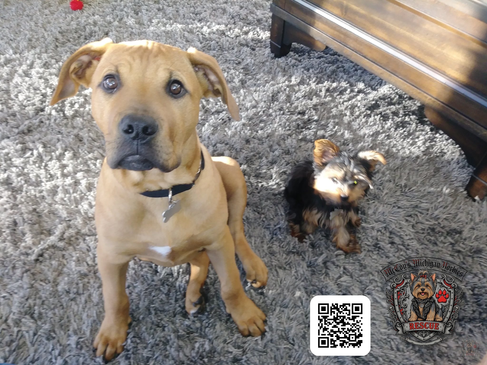 Young Samson sitting on a gray rug beside tiny Delilah, both looking at the camera