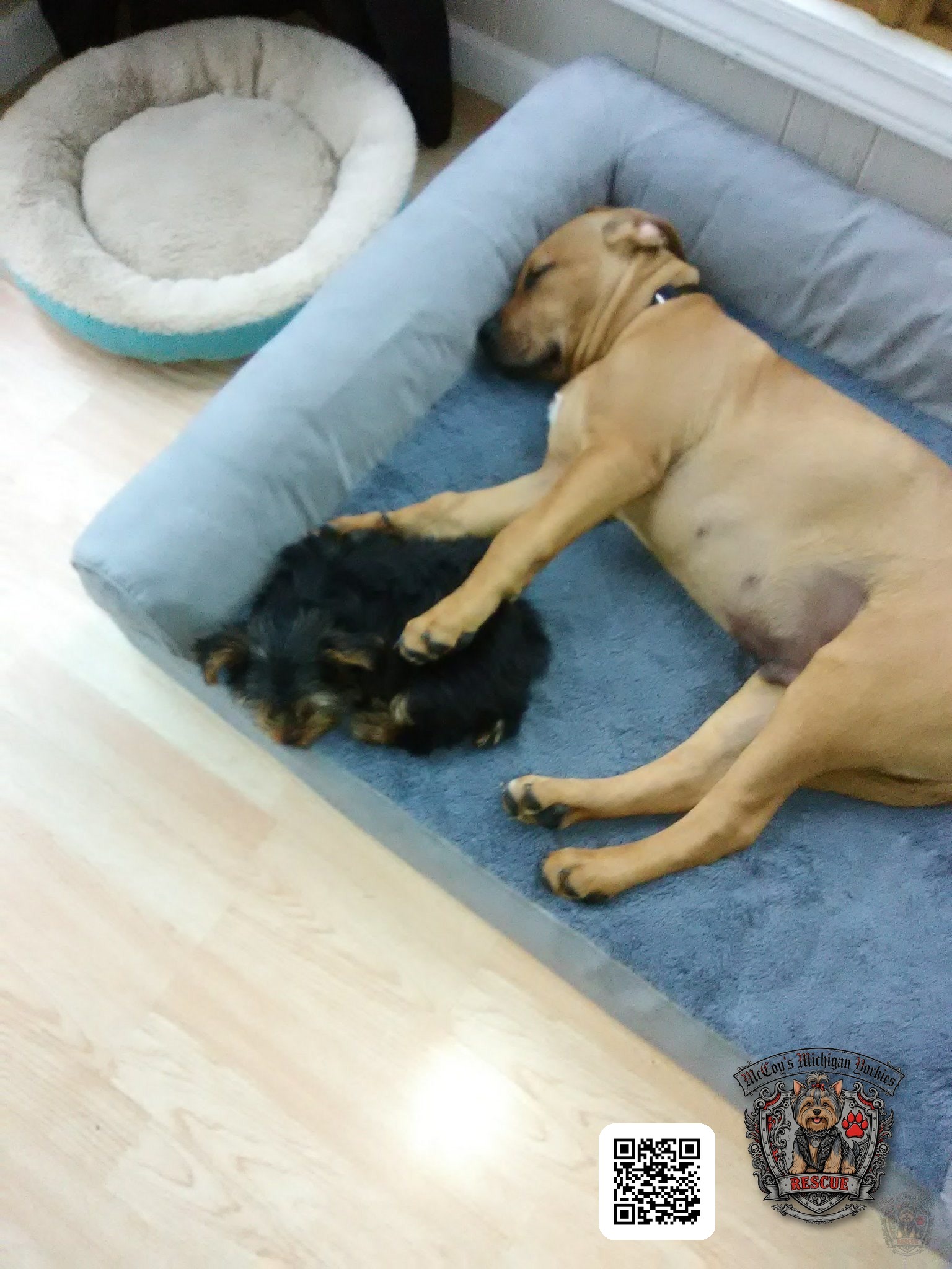 Samson lying in the dog bed with one large paw resting gently over tiny Delilah