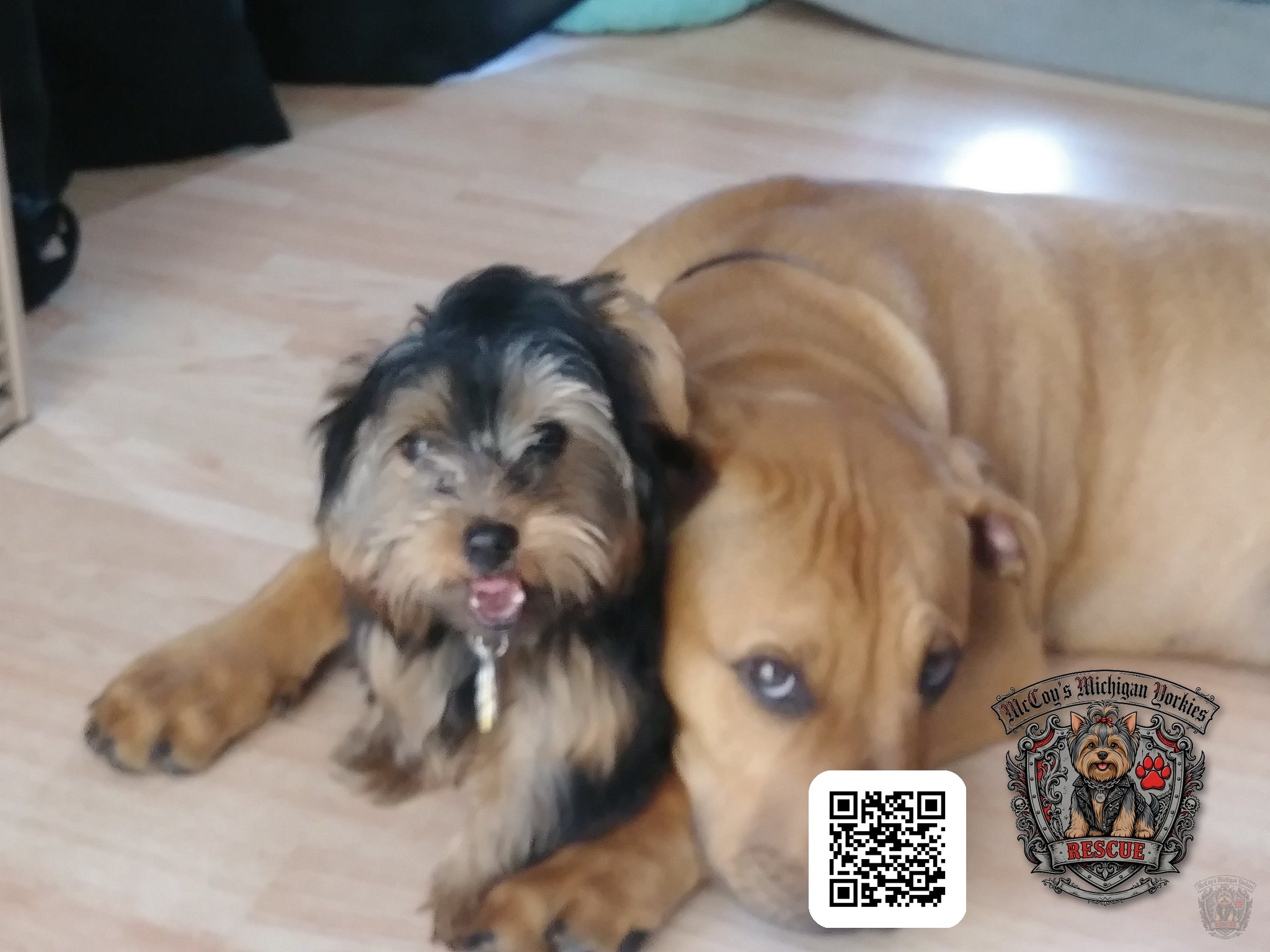 Samson and Delilah sitting close together beside the fireplace