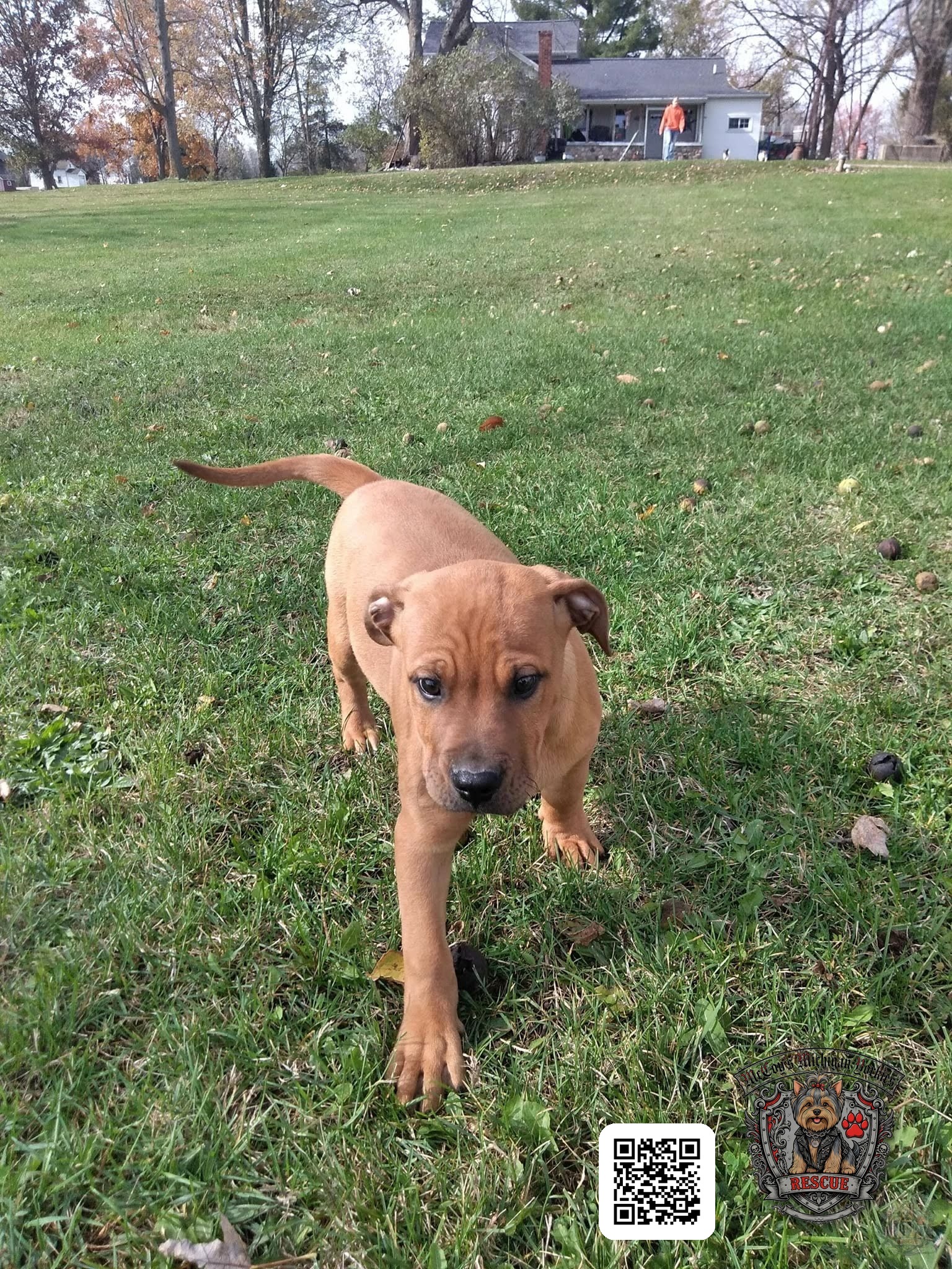 Samson as a young puppy walking across the grass at the farm
