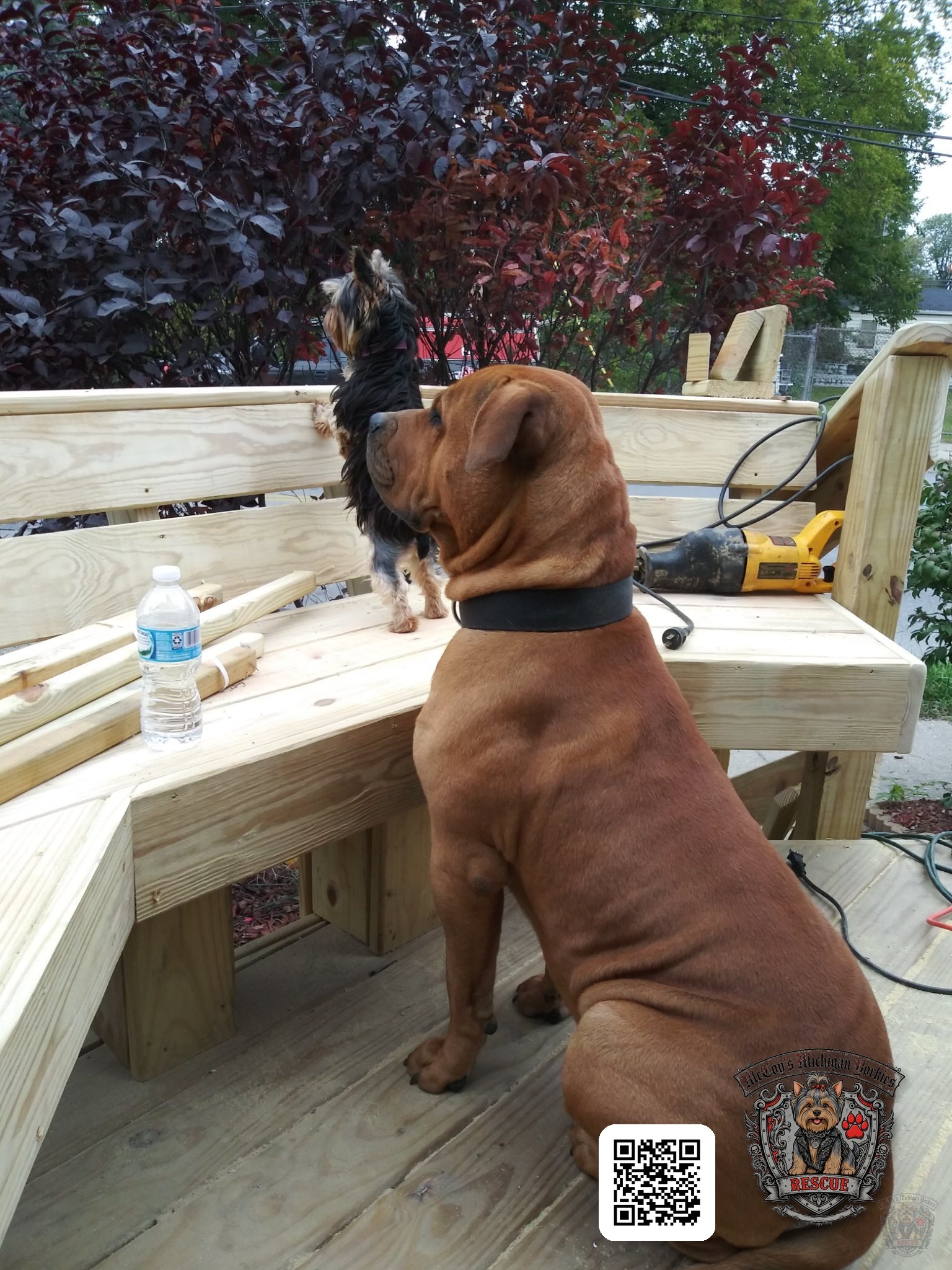 Big brown Samson sitting beside a wooden bench while tiny Delilah stands on it, both looking in the same direction