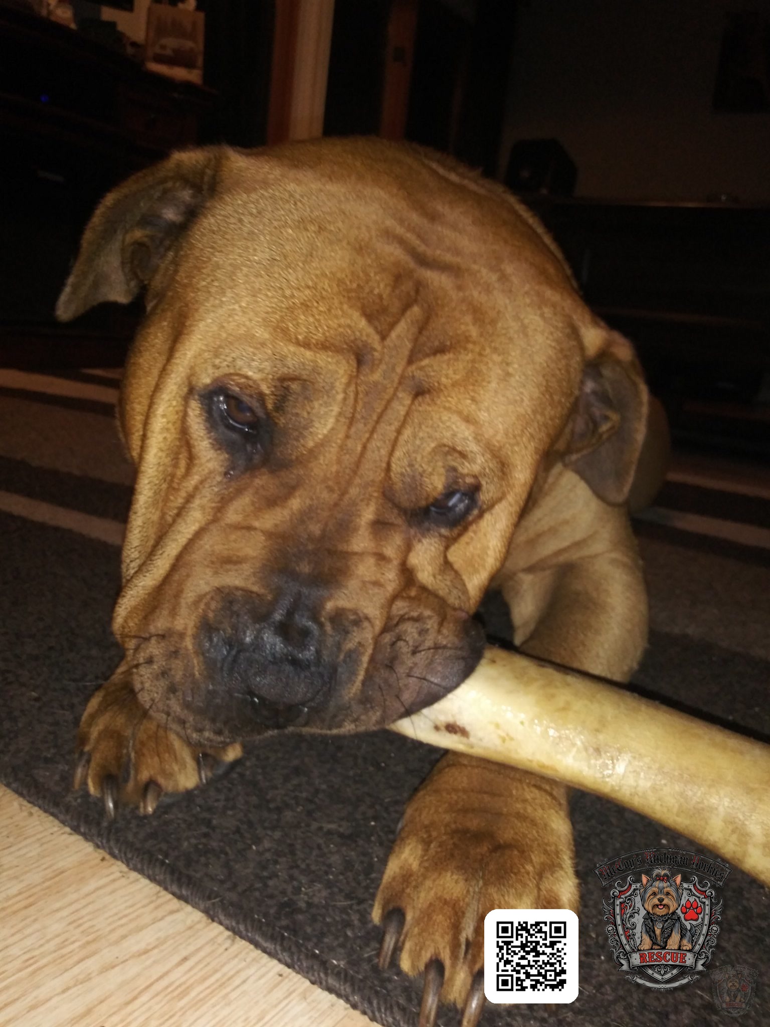 Samson resting indoors while happily chewing a bone