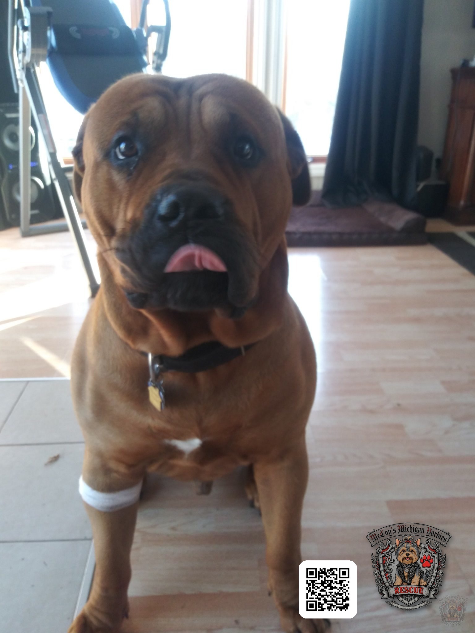 Samson looking at the camera with his tongue out and a bandage around one front leg