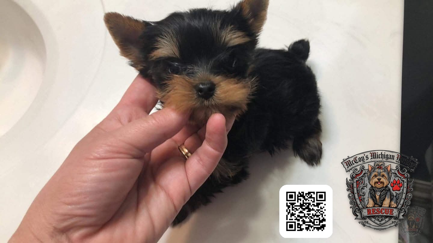 Lennon as a tiny black and tan Yorkshire Terrier puppy, gently held in a hand