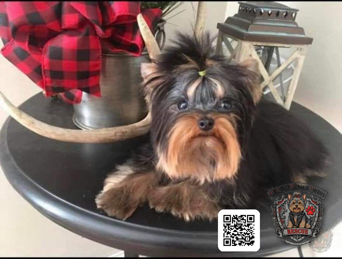 Lennon's tiny black and tan Yorkshire Terrier father with a topknot, lying on a table beside holiday decorations