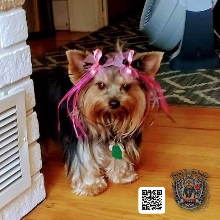 Delilah standing on a wood floor with pink bows and ribbons in her topknot