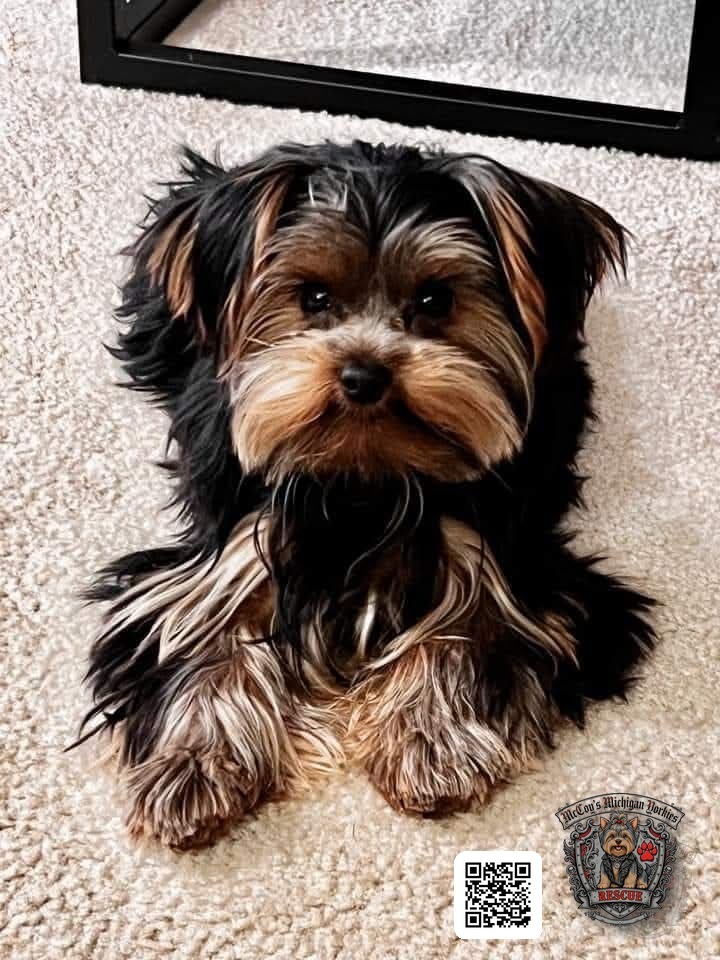 Jax, a black and tan Yorkshire Terrier puppy, lying on carpet and looking at the camera