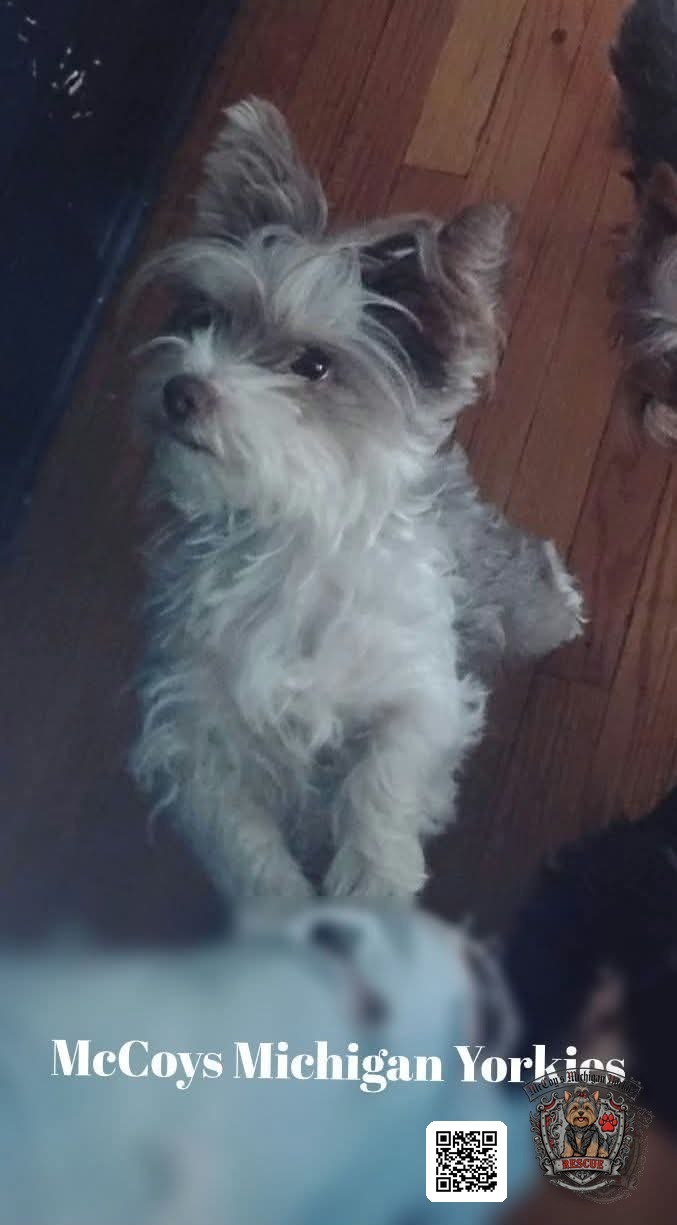 Gemma, a white, blue, and tan parti Yorkshire Terrier with upright ears