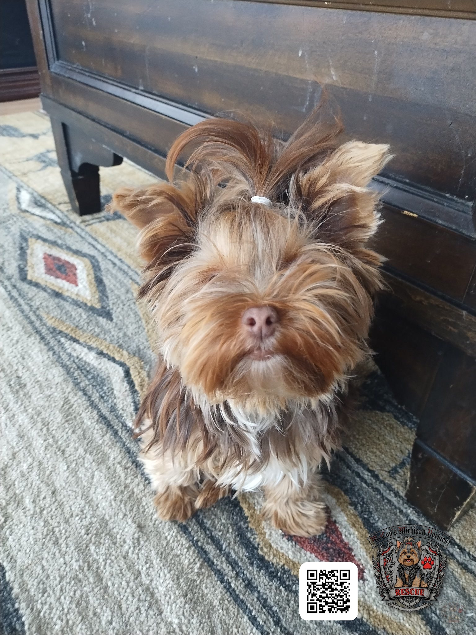 Saylor Rayne, a chocolate Yorkshire Terrier, wearing a white-band topknot
