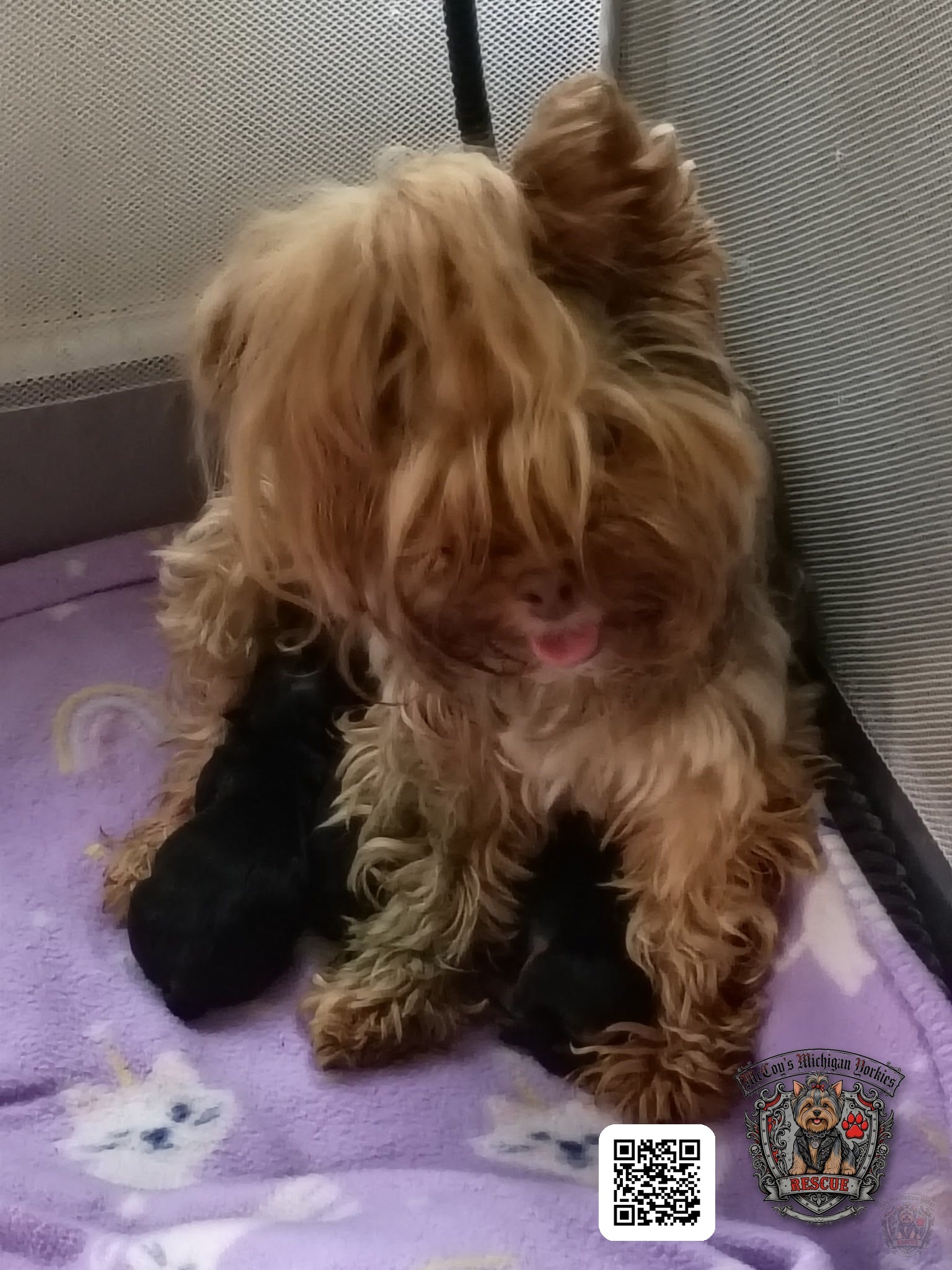 Saylor Rayne nursing her three tiny newborn puppies on a purple blanket