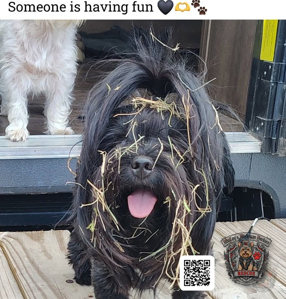 Waylon Coal, a black-and-white tuxedo Yorkshire Terrier, standing on a deck with straw on his face