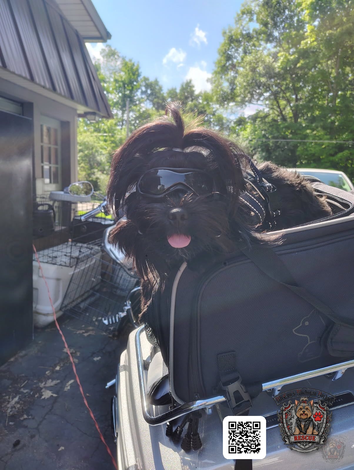 Waylon Coal wearing doggles with his tongue out while riding in a carrier on the back of the Harley-Davidson