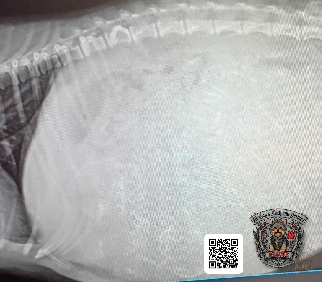 Veterinary X-ray of pregnant Saylor Rayne showing developing puppies