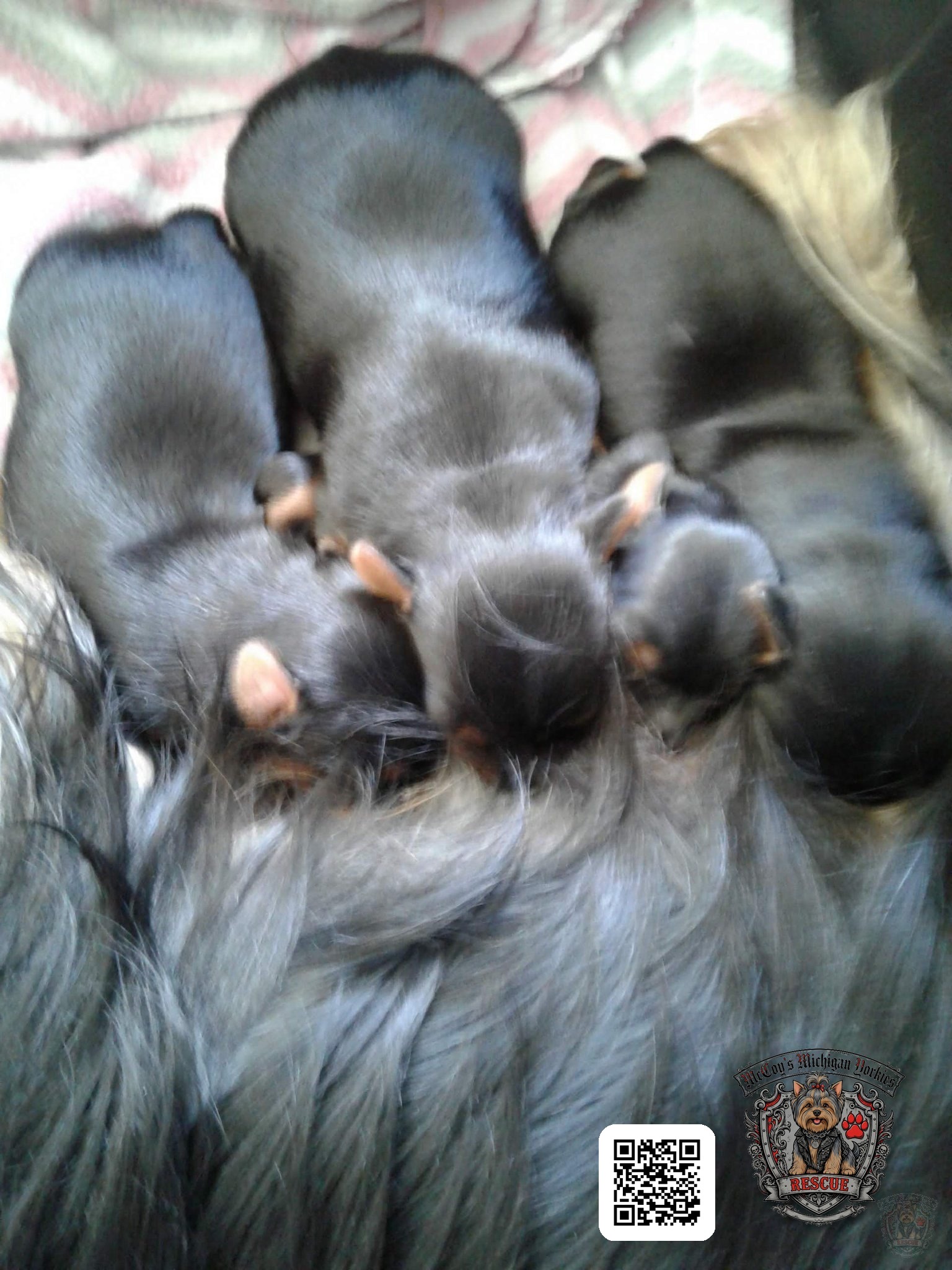 Delilah nursing three tiny newborn puppies