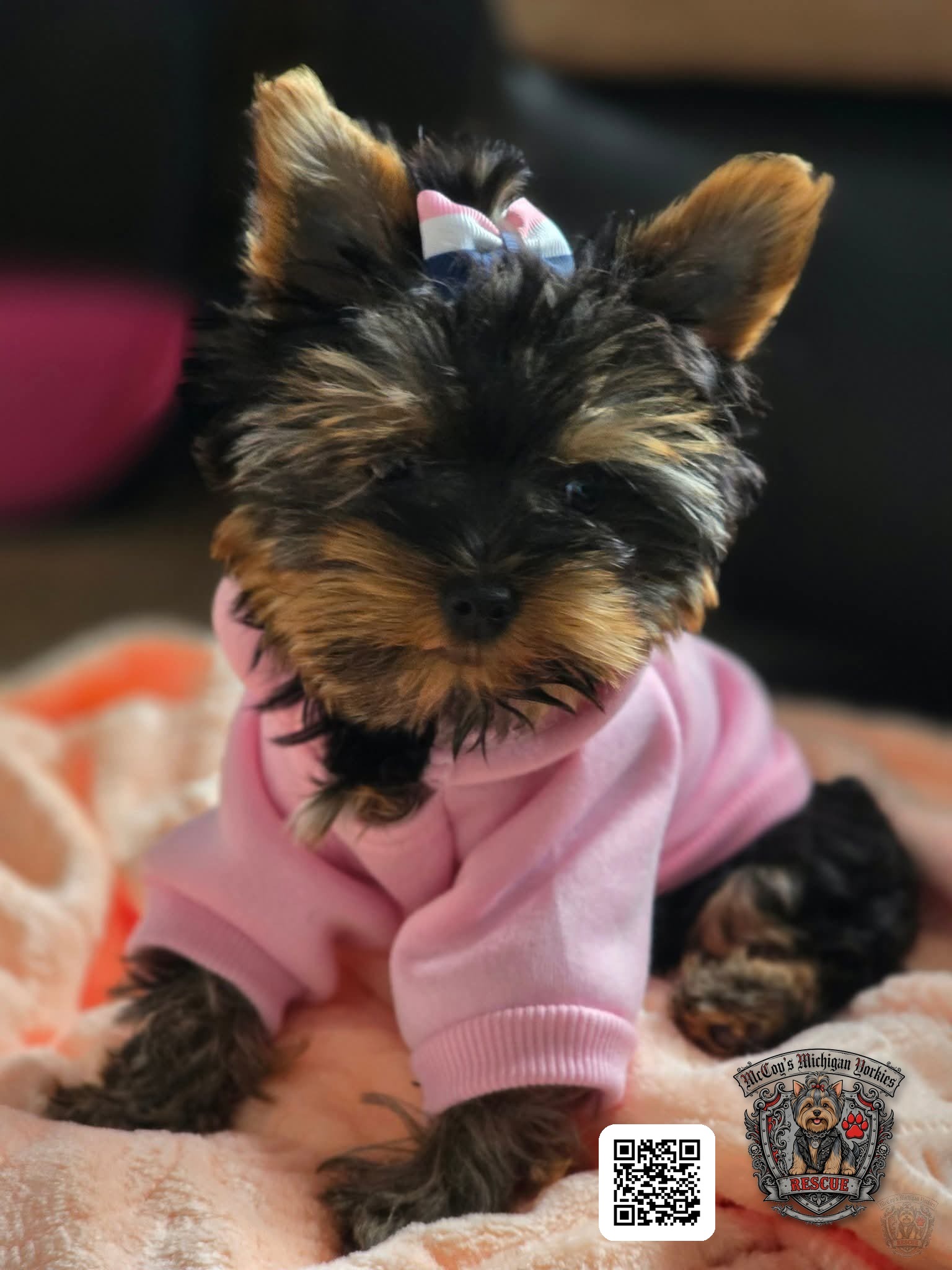 A tiny Saylor Rayne and Lennon puppy in a pink hoodie with a bow