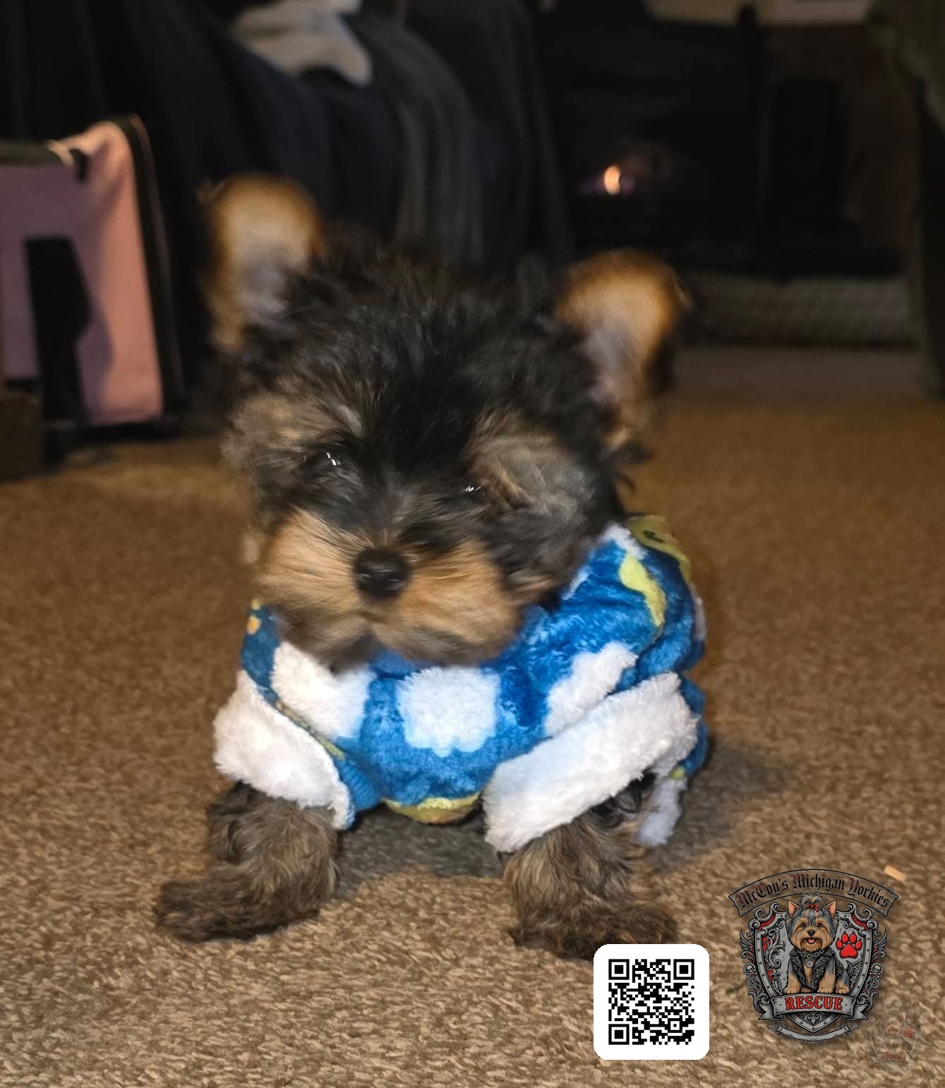 A tiny Saylor Rayne and Lennon puppy in a blue-and-white fluffy outfit