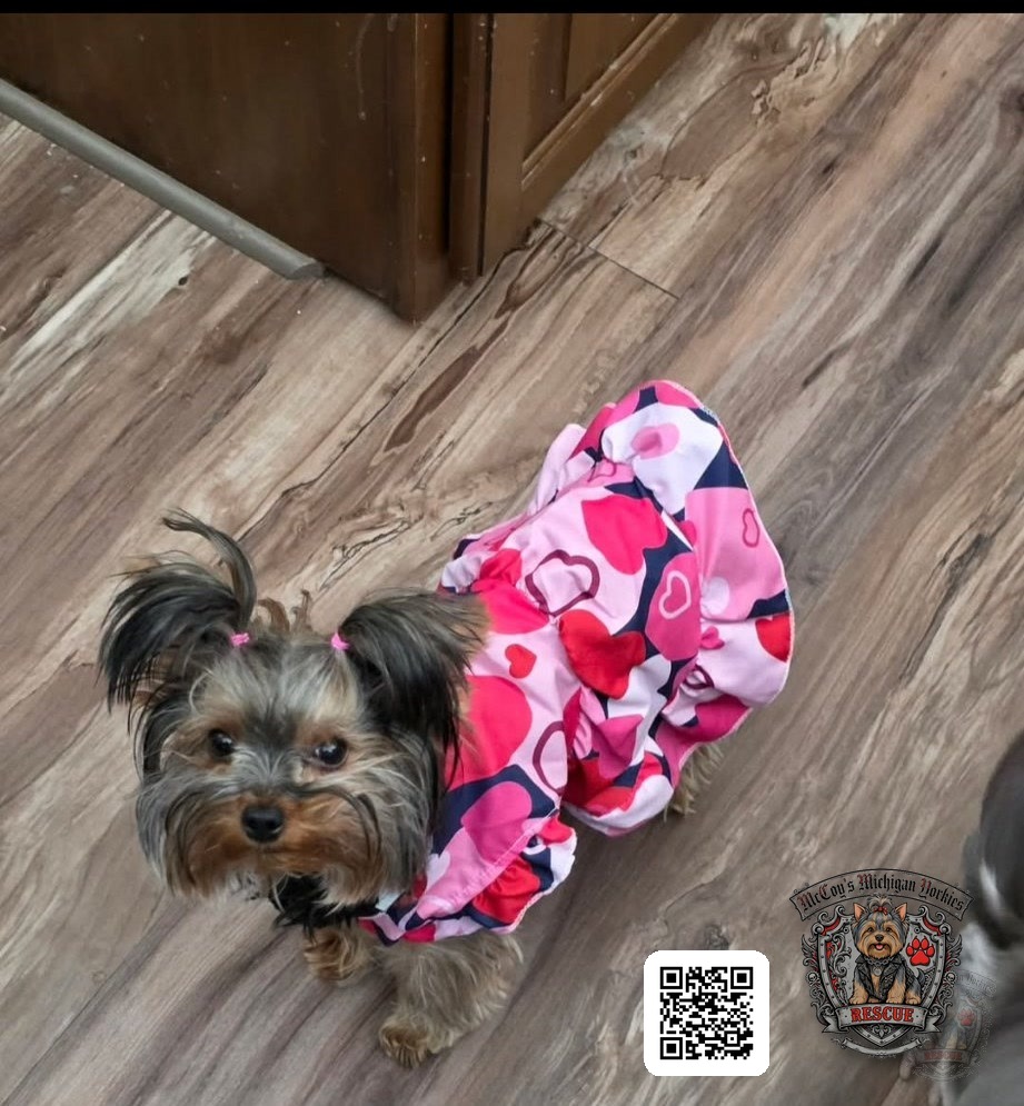 An older Saylor Rayne and Lennon puppy wearing a pink heart dress with pigtails