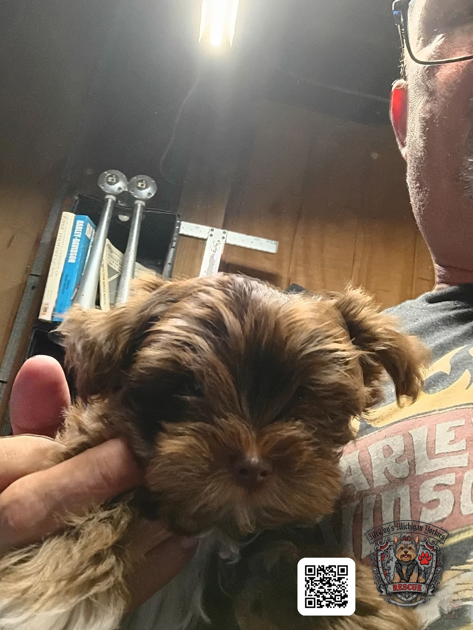 A tiny chocolate Yorkshire Terrier puppy from Gemma and Waylon Coal being gently held in a hand