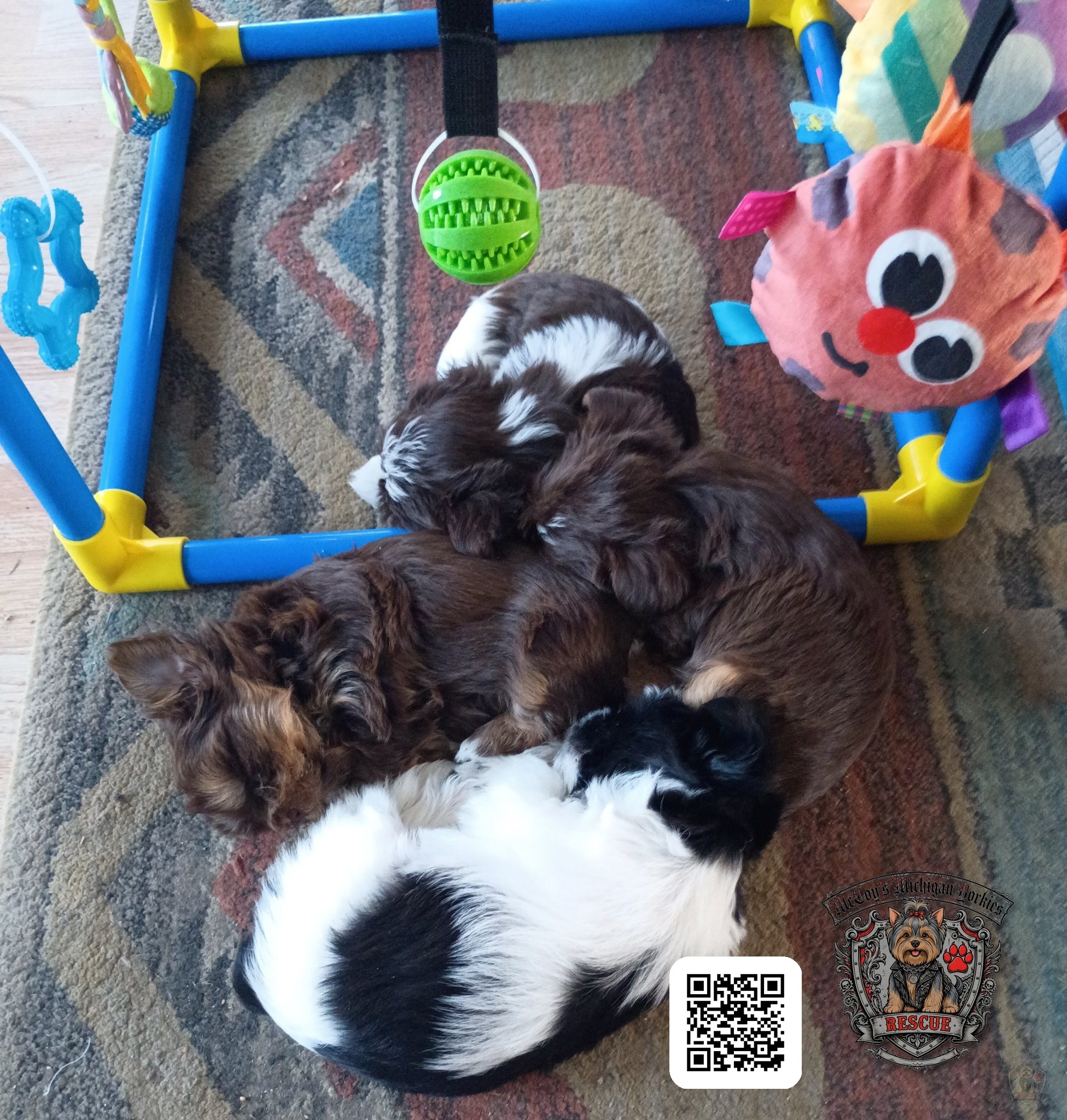 Four chocolate and parti puppies from Gemma and Waylon Coal sleeping in a pile beneath their play gym
