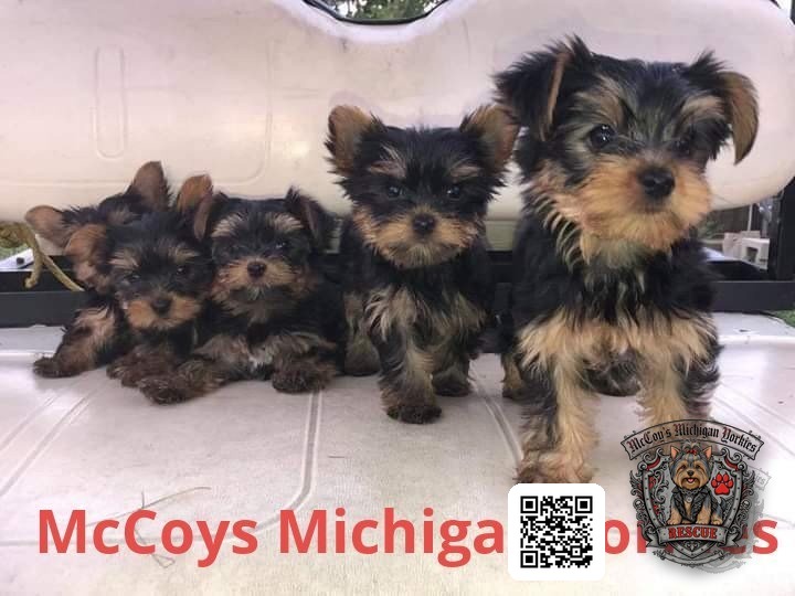 Five tiny Yorkshire Terrier puppies lined up together on a golf cart seat