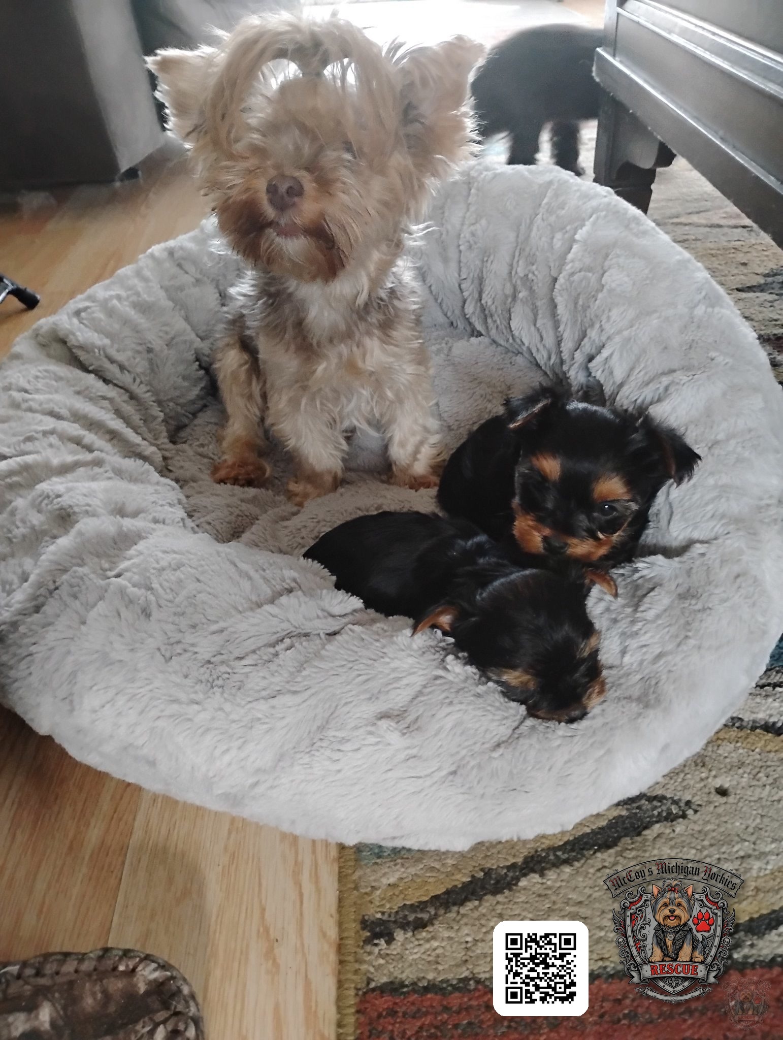 An adult Yorkie sitting beside two tiny puppies in a fluffy gray dog bed