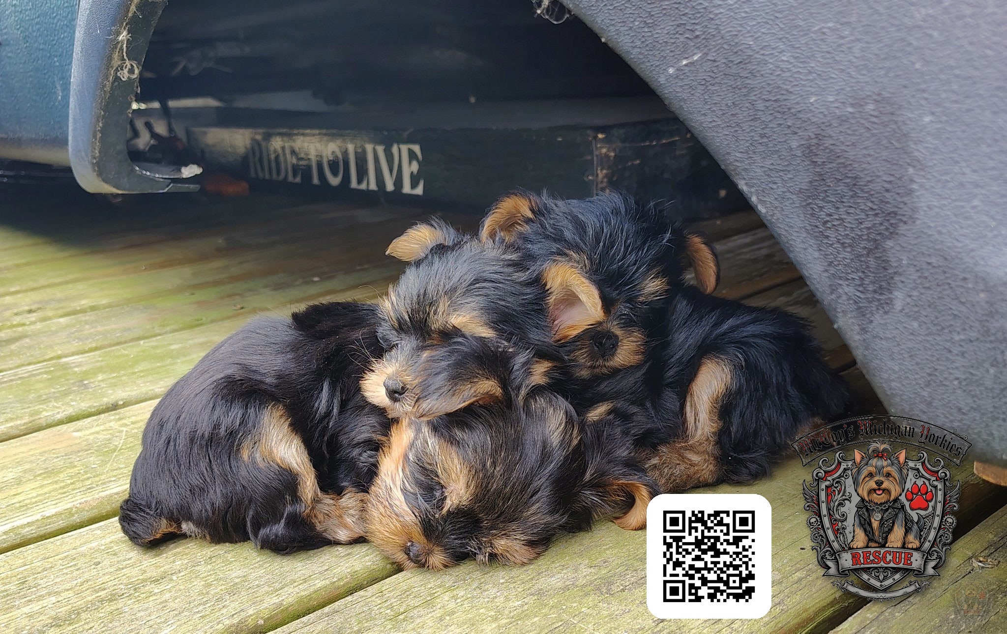 Three Yorkshire Terrier puppies cuddled together asleep on a wooden deck