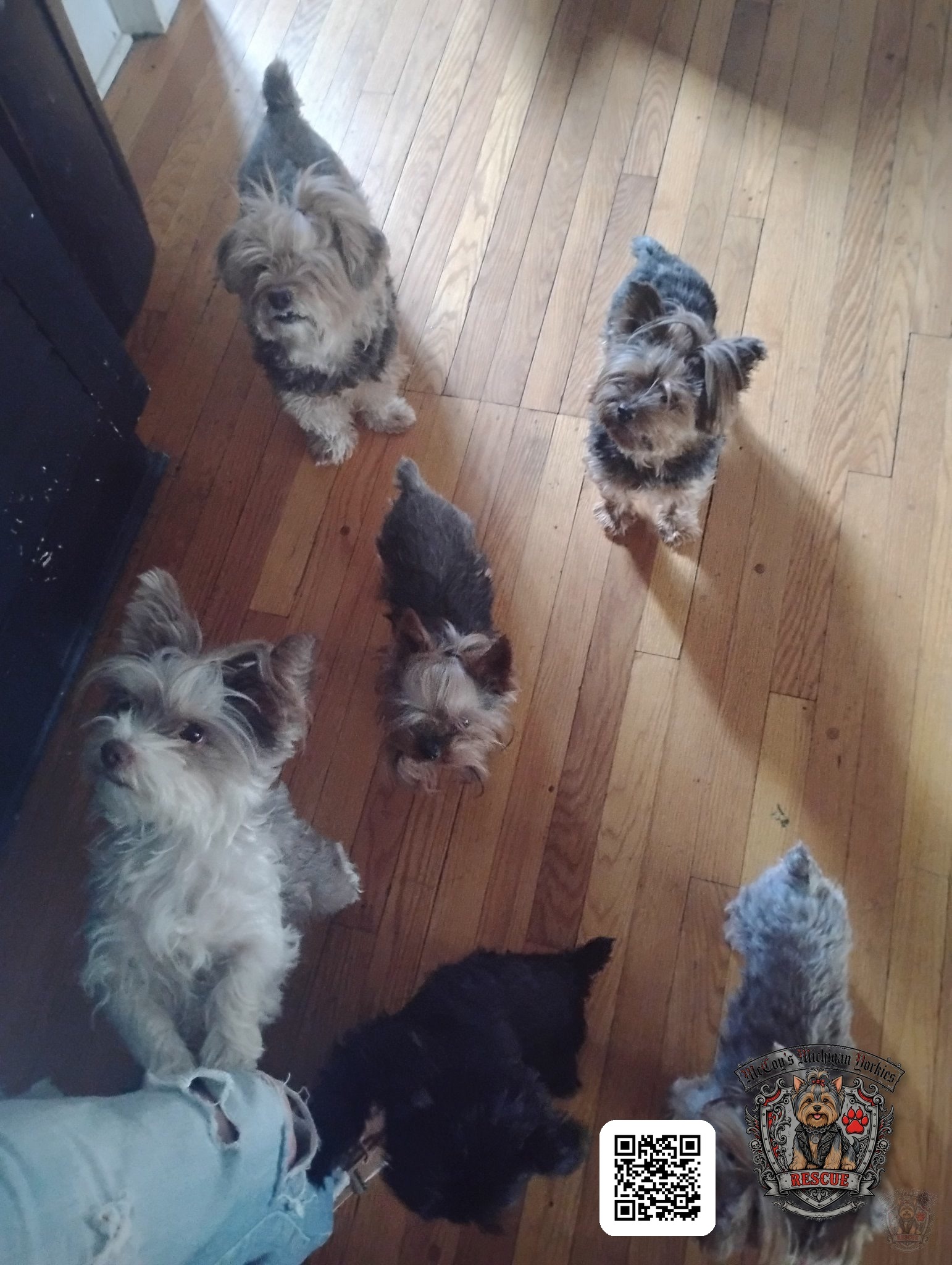 Six Yorkshire Terriers standing together on a hardwood floor and looking up
