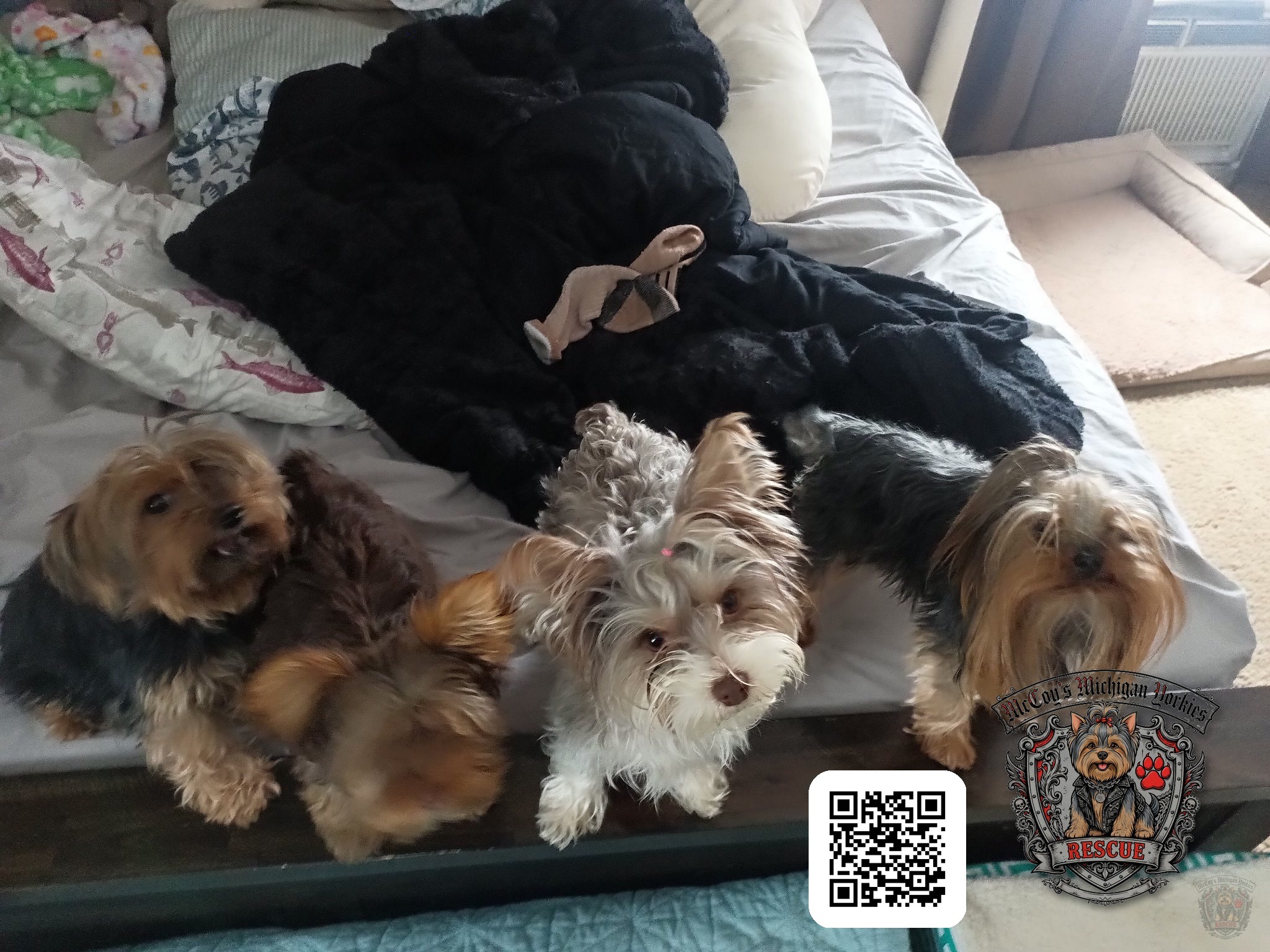 Delilah, Saylor Rayne, Gemma, and Lennon gathered on the bed, left to right