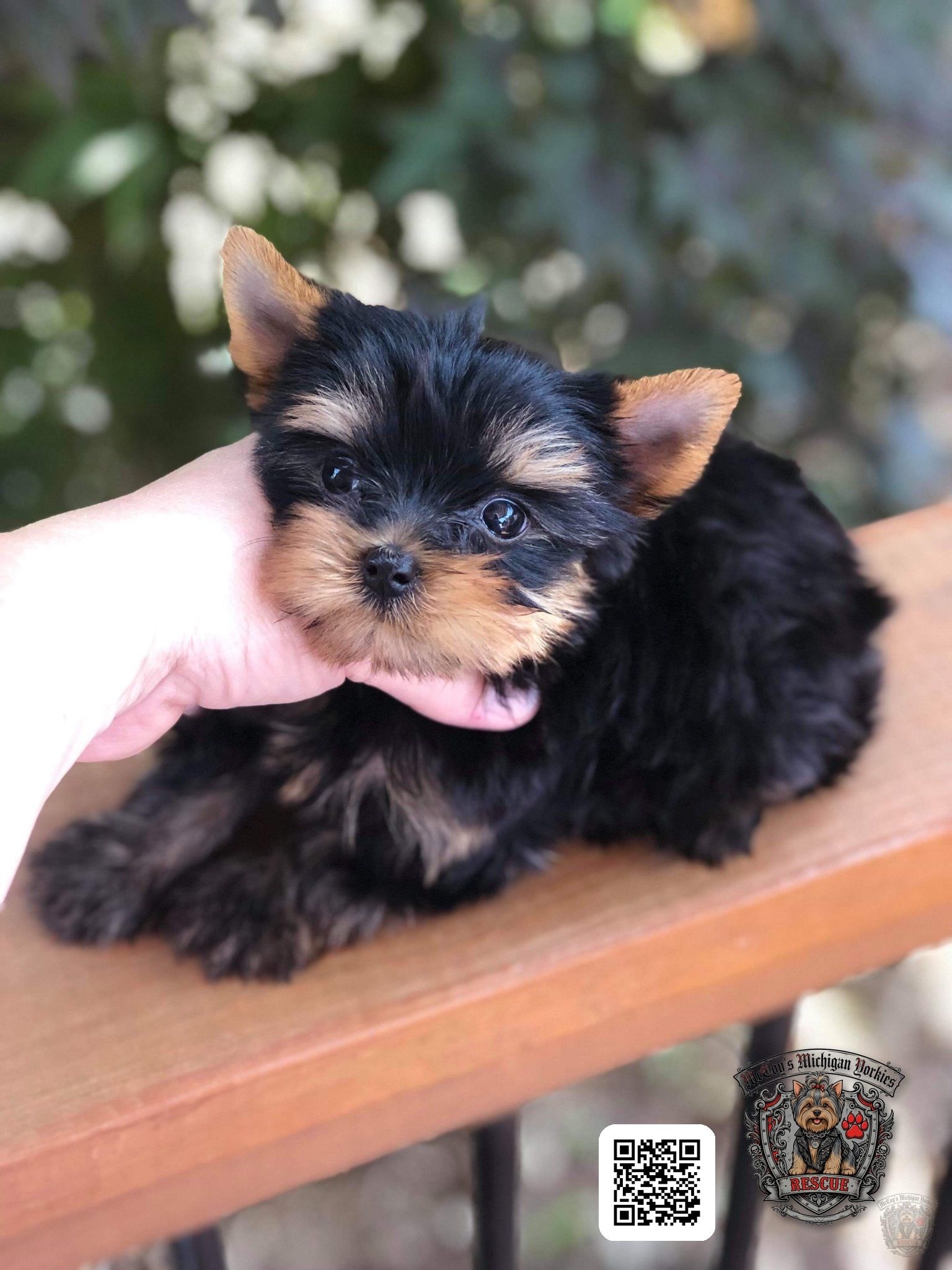 A tiny black and tan Yorkshire Terrier puppy gently supported by a hand outdoors