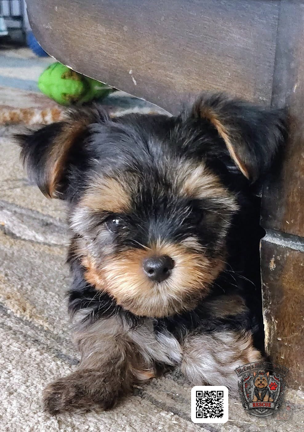 A tiny black-and-tan Yorkshire Terrier puppy peeking from behind a piece of furniture