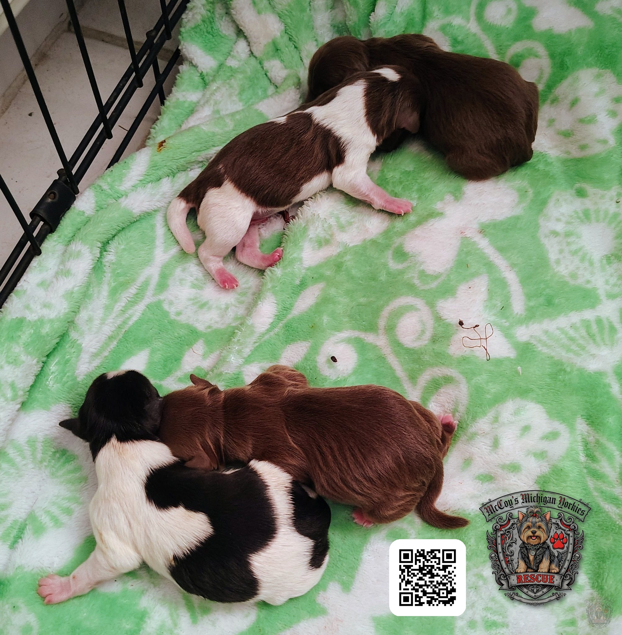 Newborn chocolate, black-and-white, and parti Yorkshire Terrier puppies nestled on a green blanket