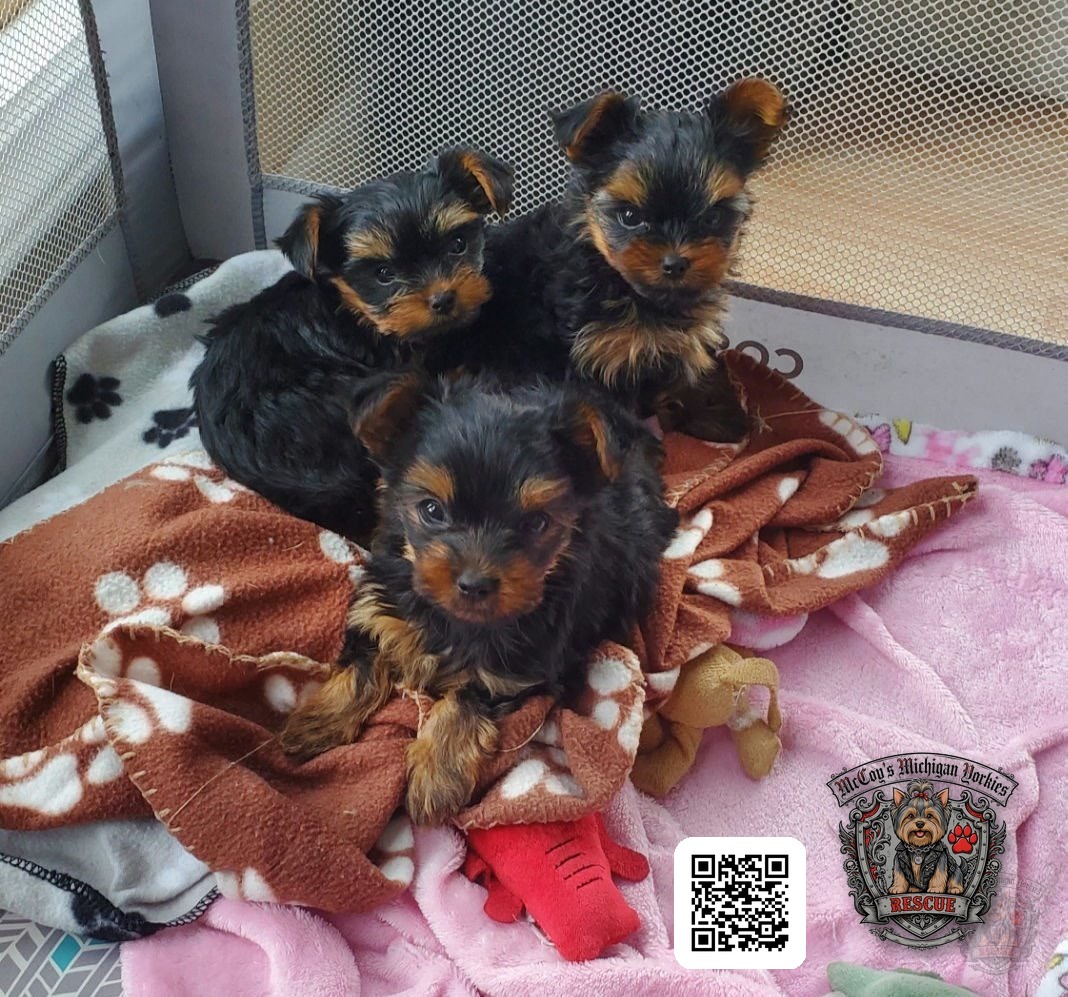 Three black and tan Yorkshire Terrier puppies together on cozy blankets in a playpen