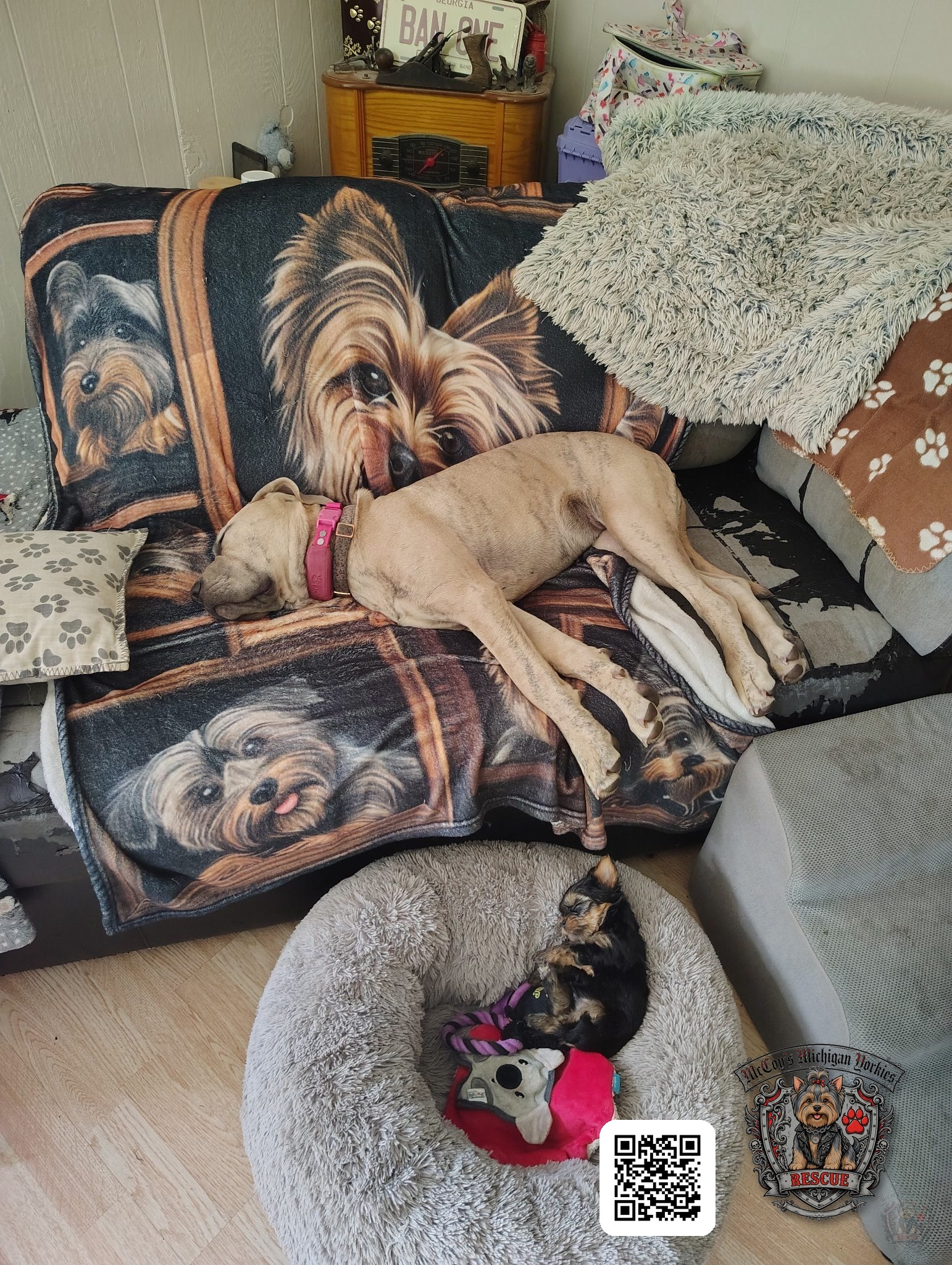 Storm, a large brindle Mastiff, sleeping on the couch while a tiny Yorkie puppy sleeps in the gray bed below her